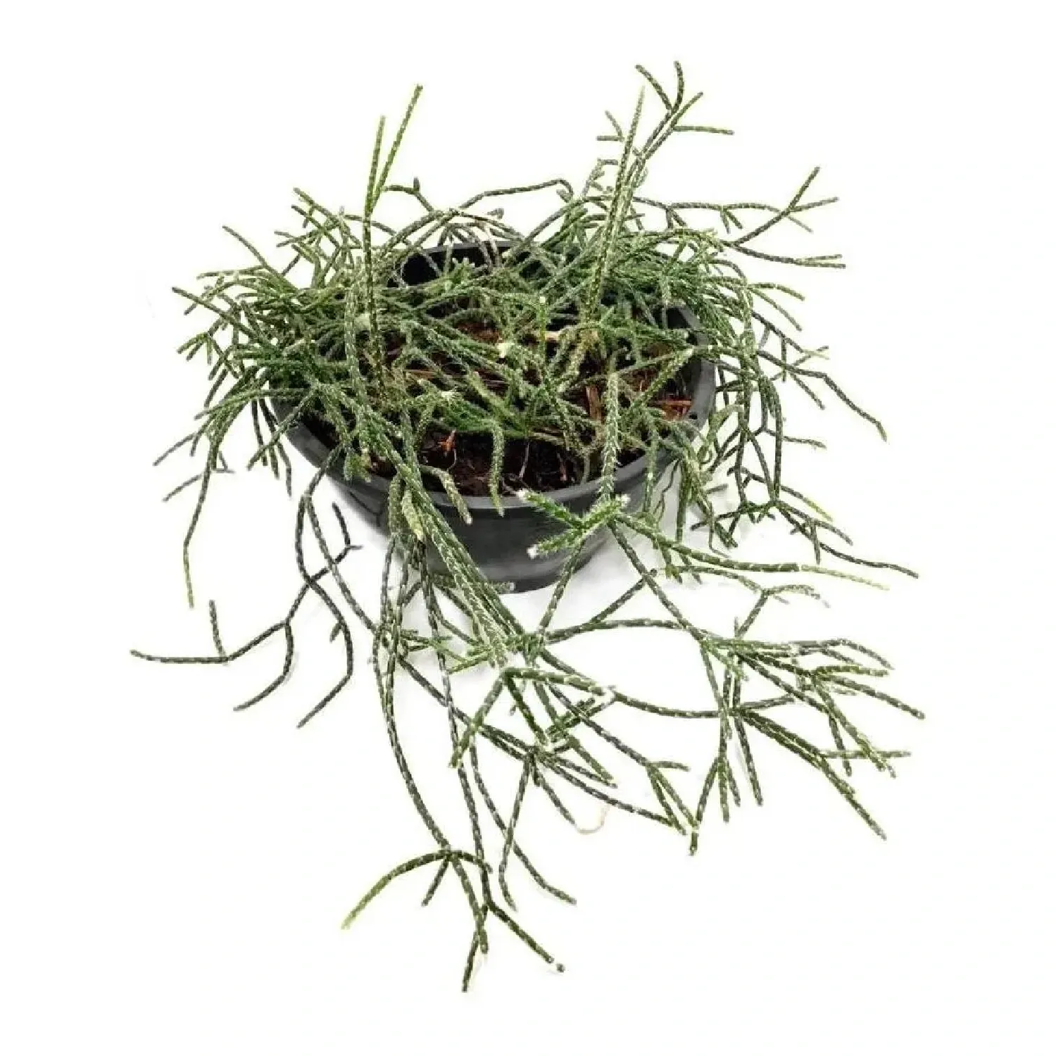 Rhipsalis Plumoso Natural Cuia 21
