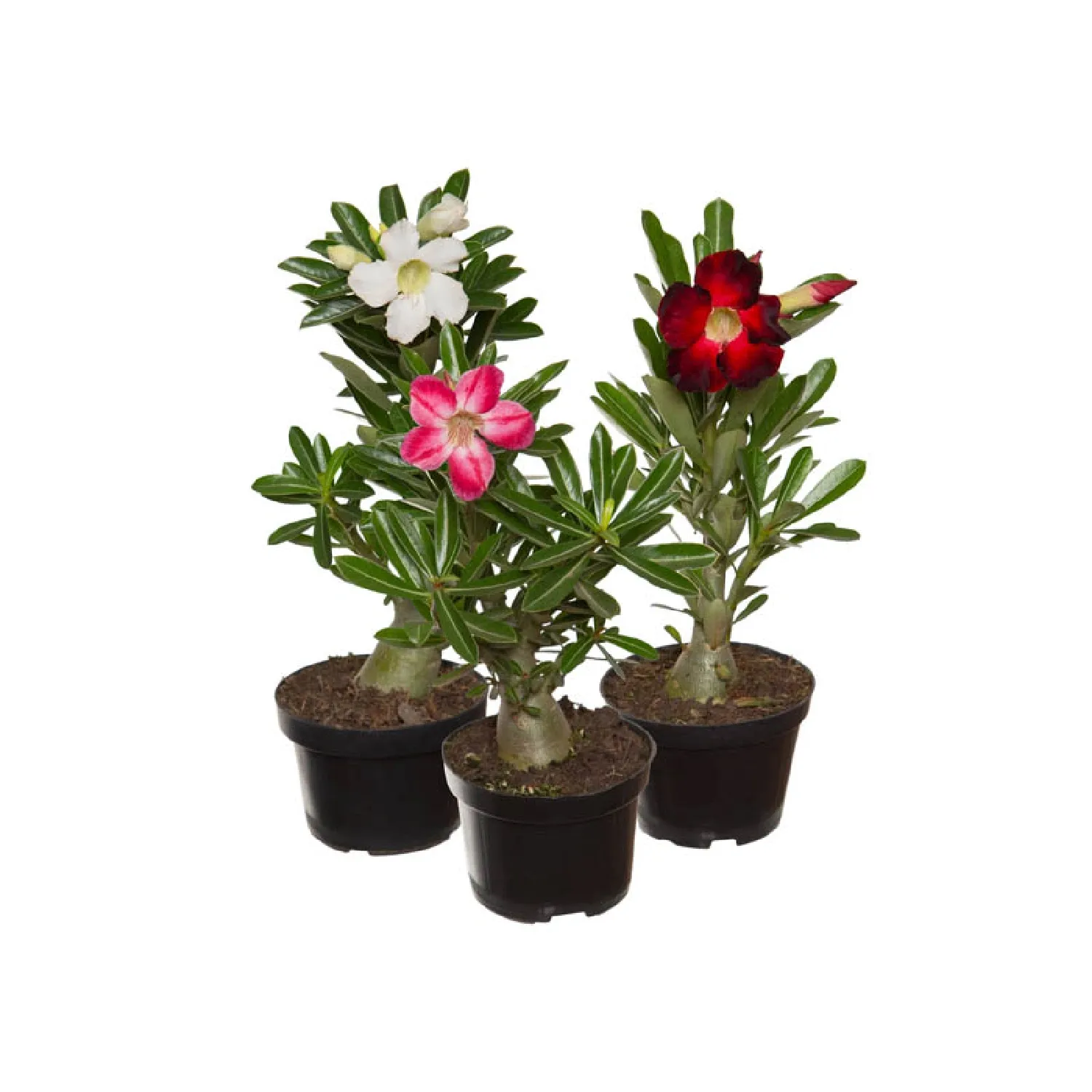 Rosa Do Deserto com Flor Pote 11