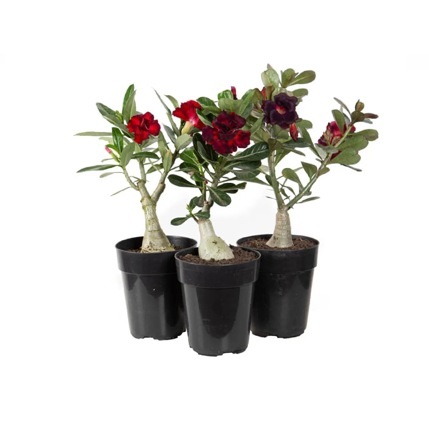 Rosa Do Deserto Dobrada Pote 15