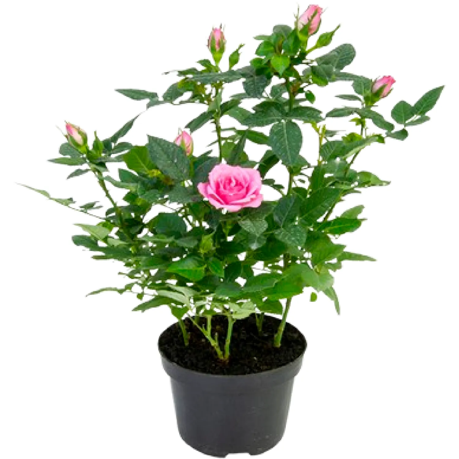 Roseira Mini Planta Natural Pote 11