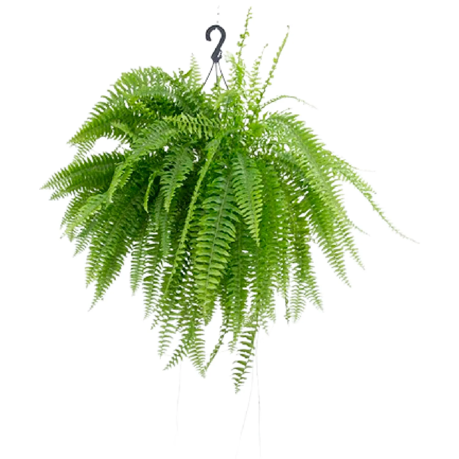 Samambaia Americana Natural Meia Cuia