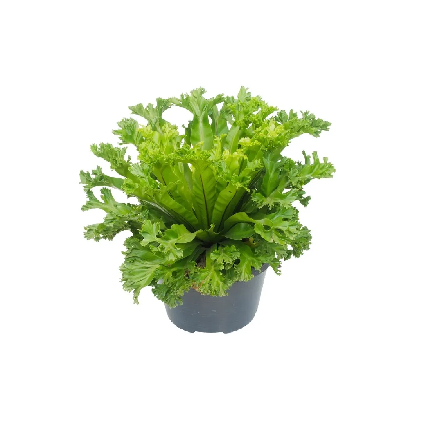 Samambaia Biserrata Macho Cuia 21