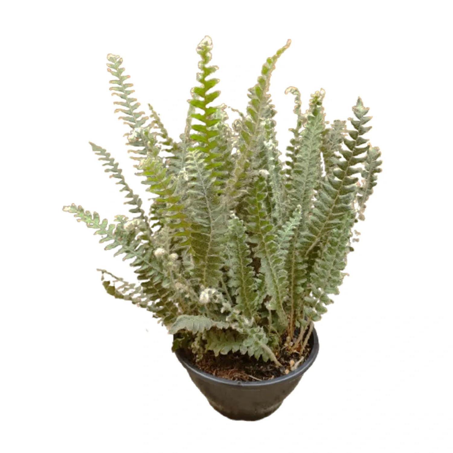 Samambaia Nevada Natural Cuia 21