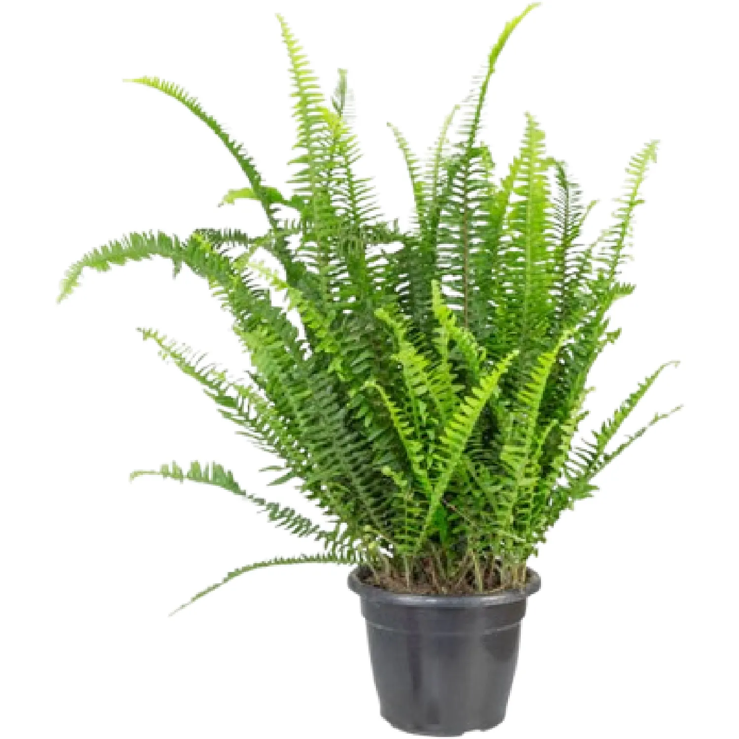 Samambaia Americana de Sol Pote 24