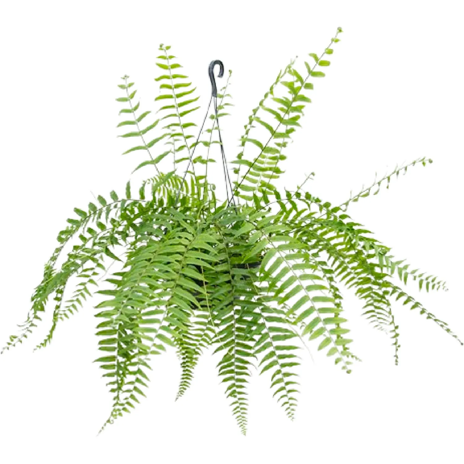 Samambaia Holandesa Natural Cuia 25