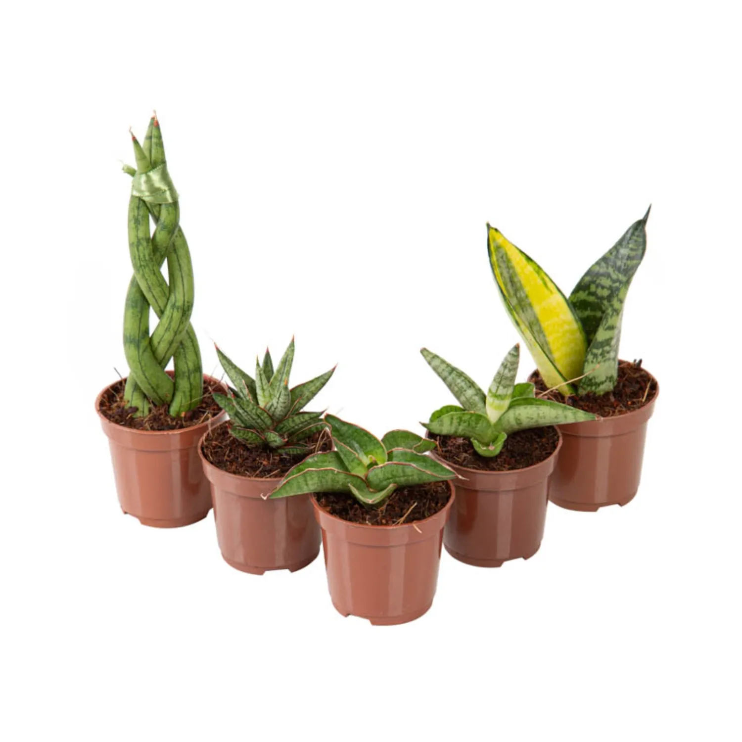 Sanseviera Mini Mix Variada Pote 06