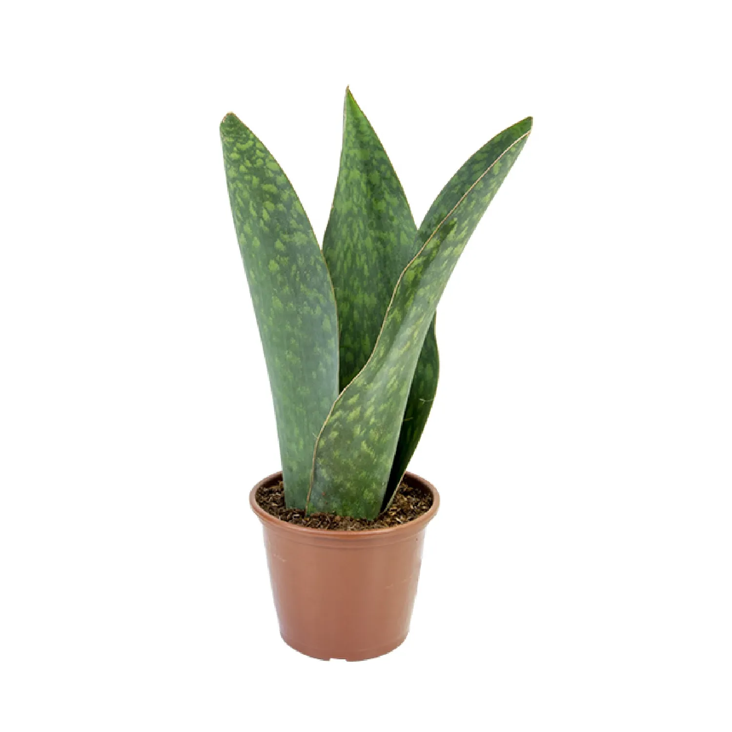 Sansevieria Vitoria Min 3 Hastes Pote 20