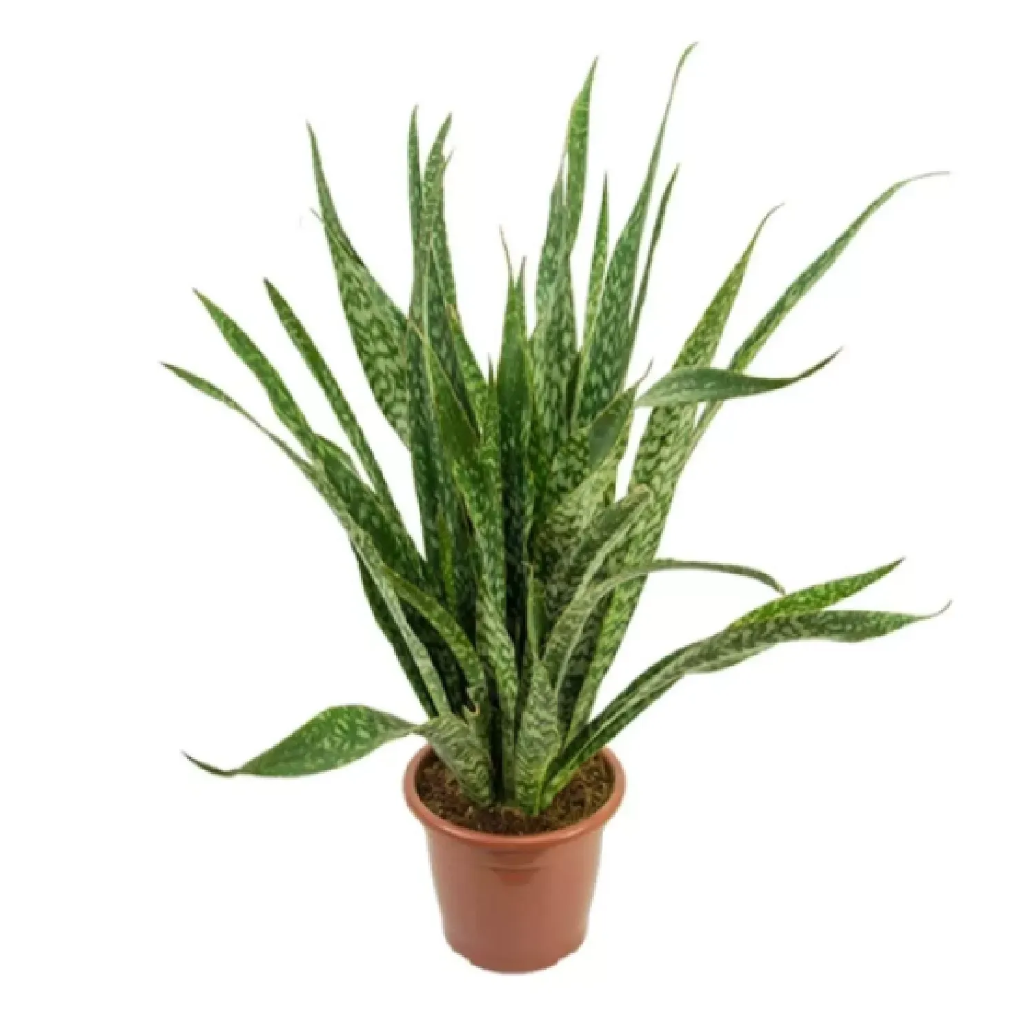Sansevieria Jiboya Natural Pote 30