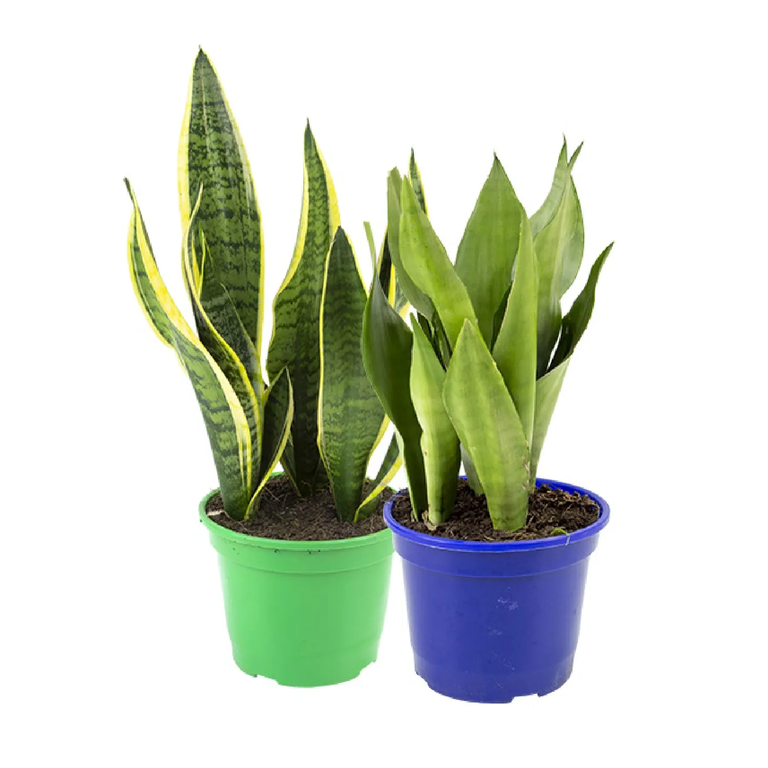 Sansevieria Variada Natural Pote 19