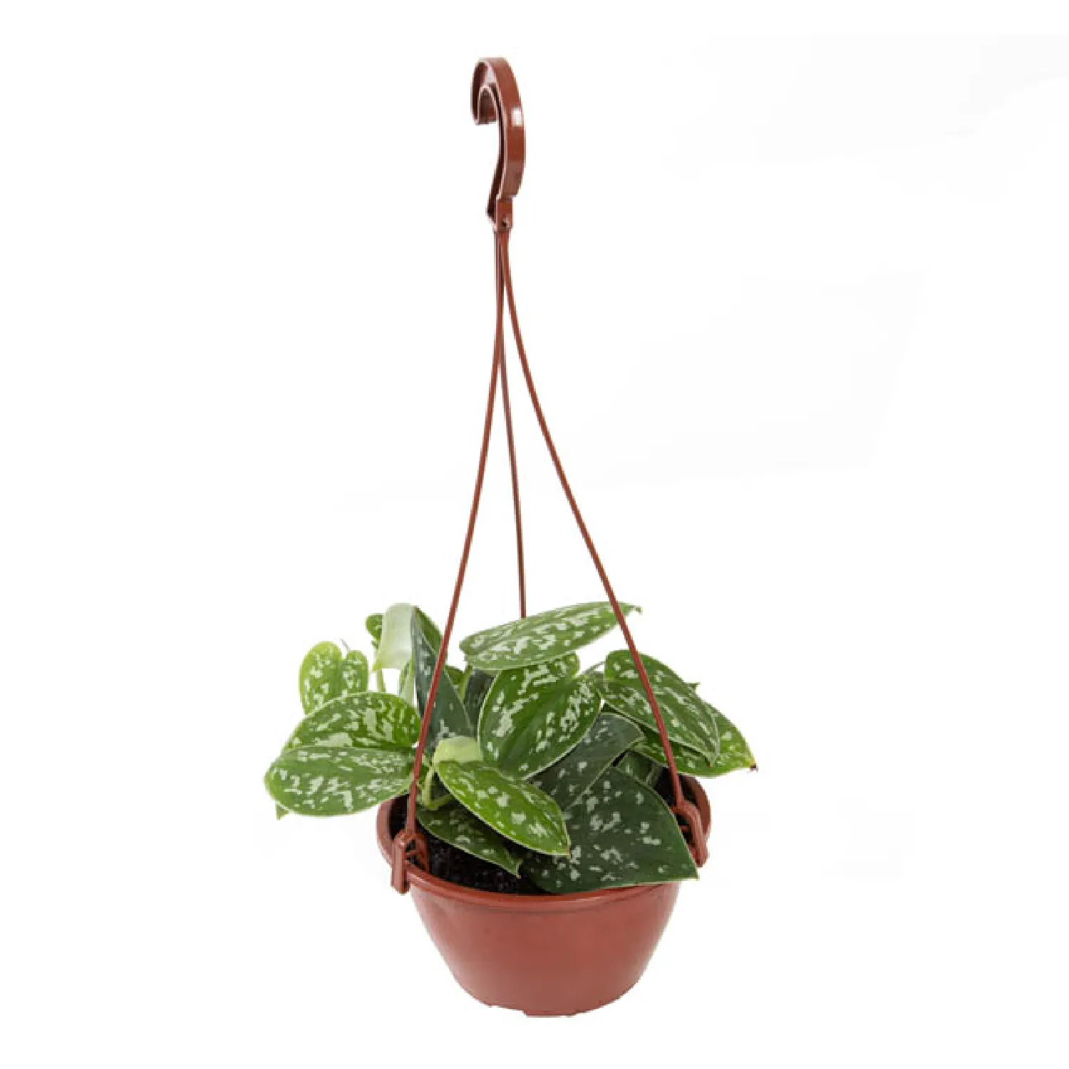 Scindapsus Argyraeus - Jiboia Prateada - Cuia 13