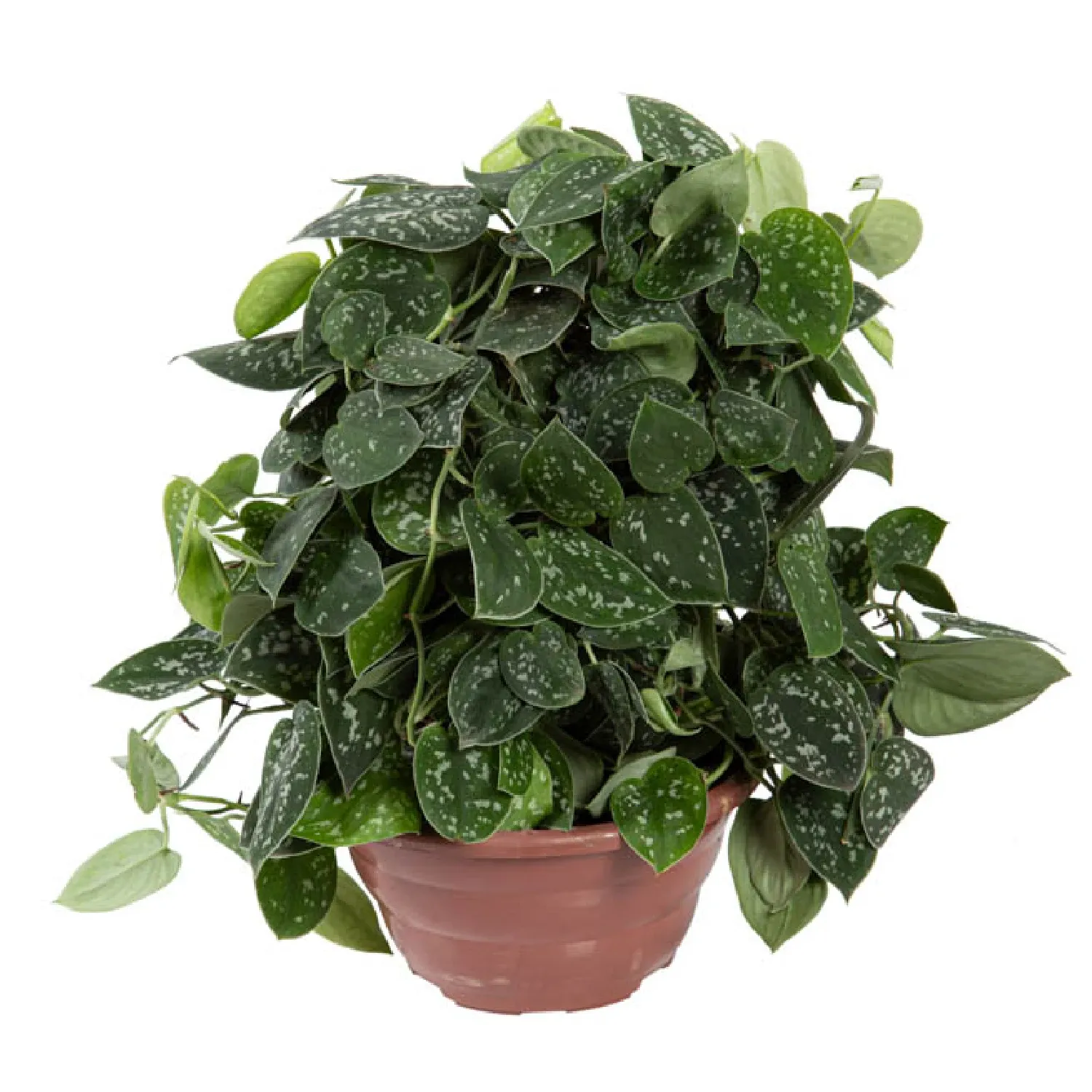 Scindapsus Argyraeus - Jiboia Prateada - Cuia 21