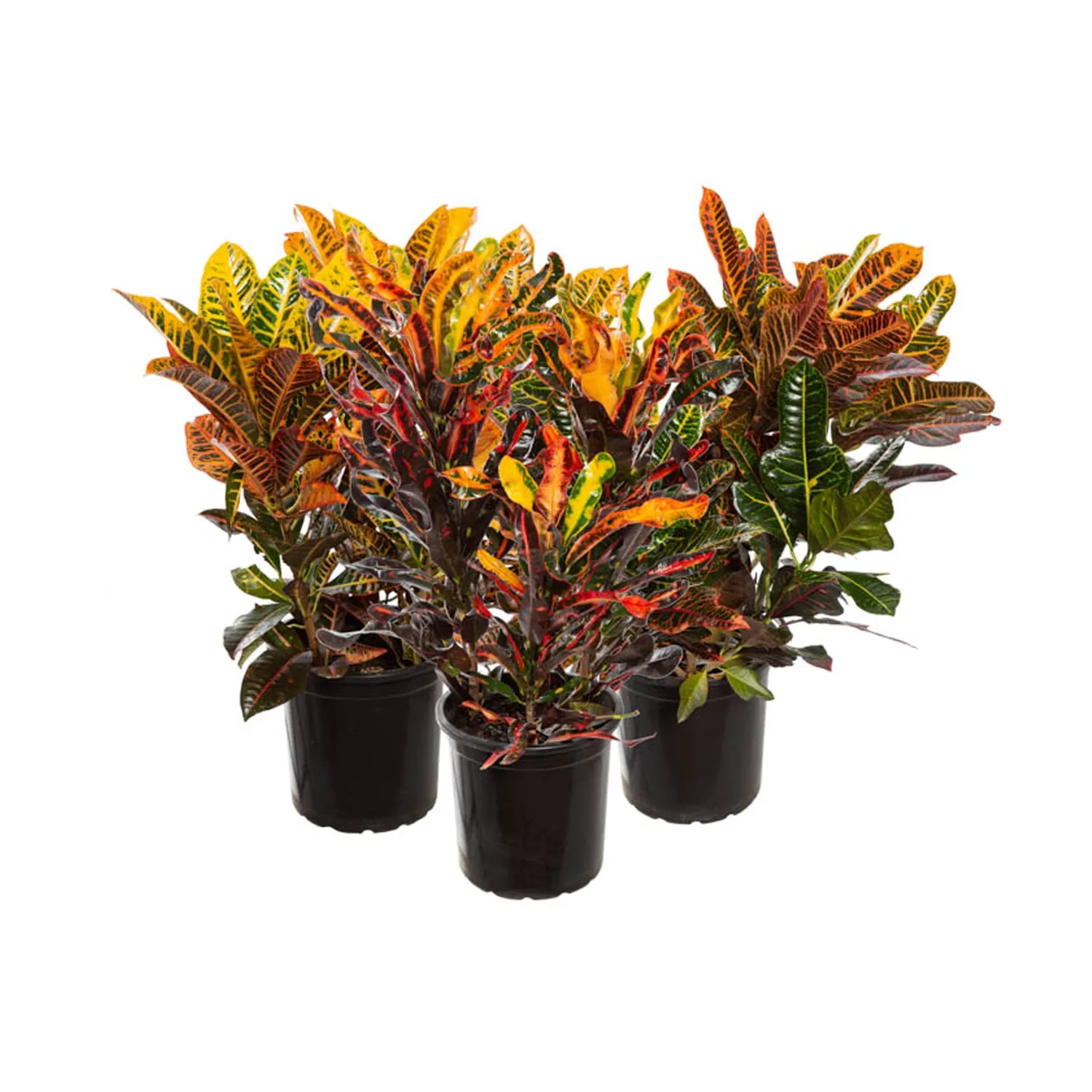 Cróton Híbrido Variado - Folha Imperial Pote 24