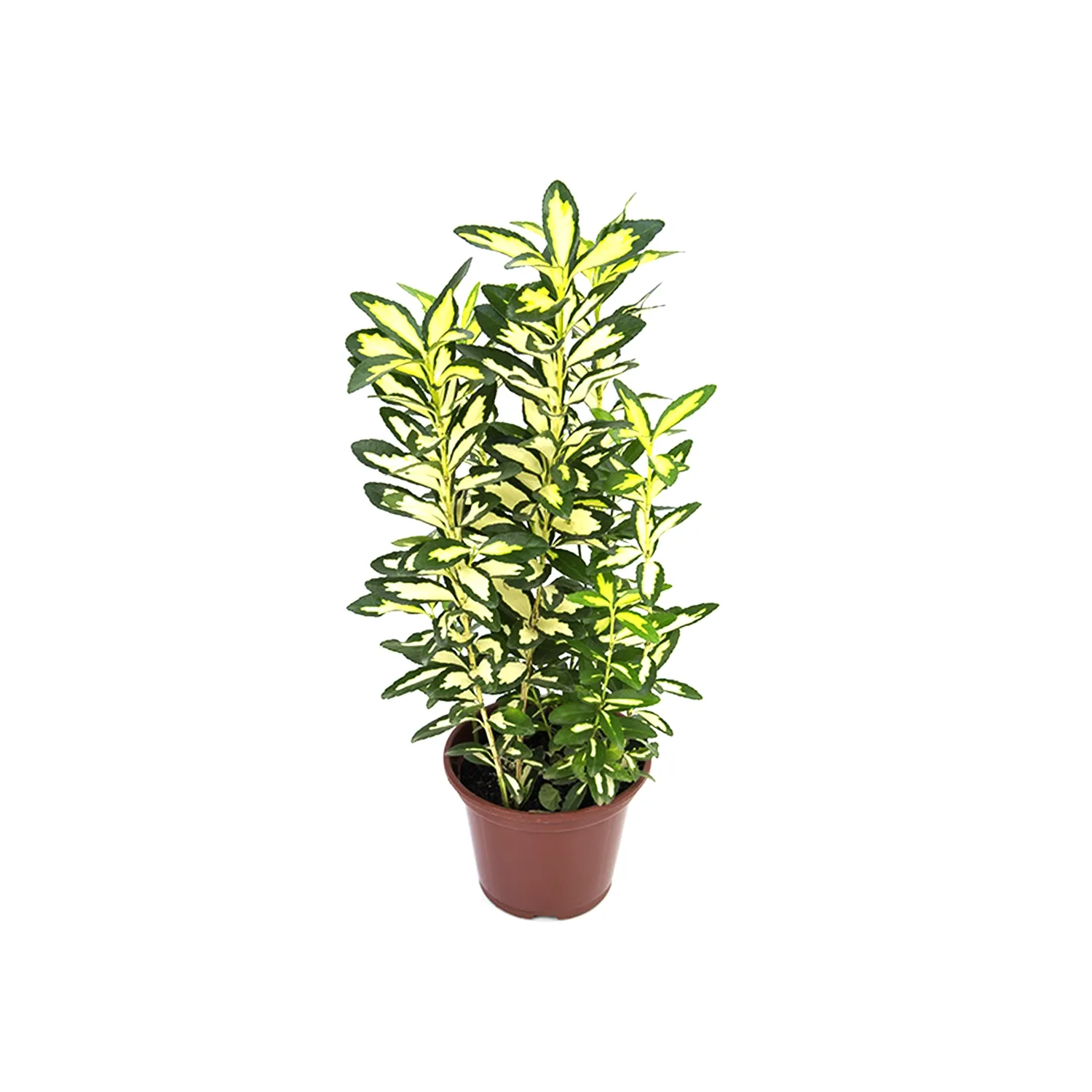 Euonymus Aureus - Evônimo Pote 11
