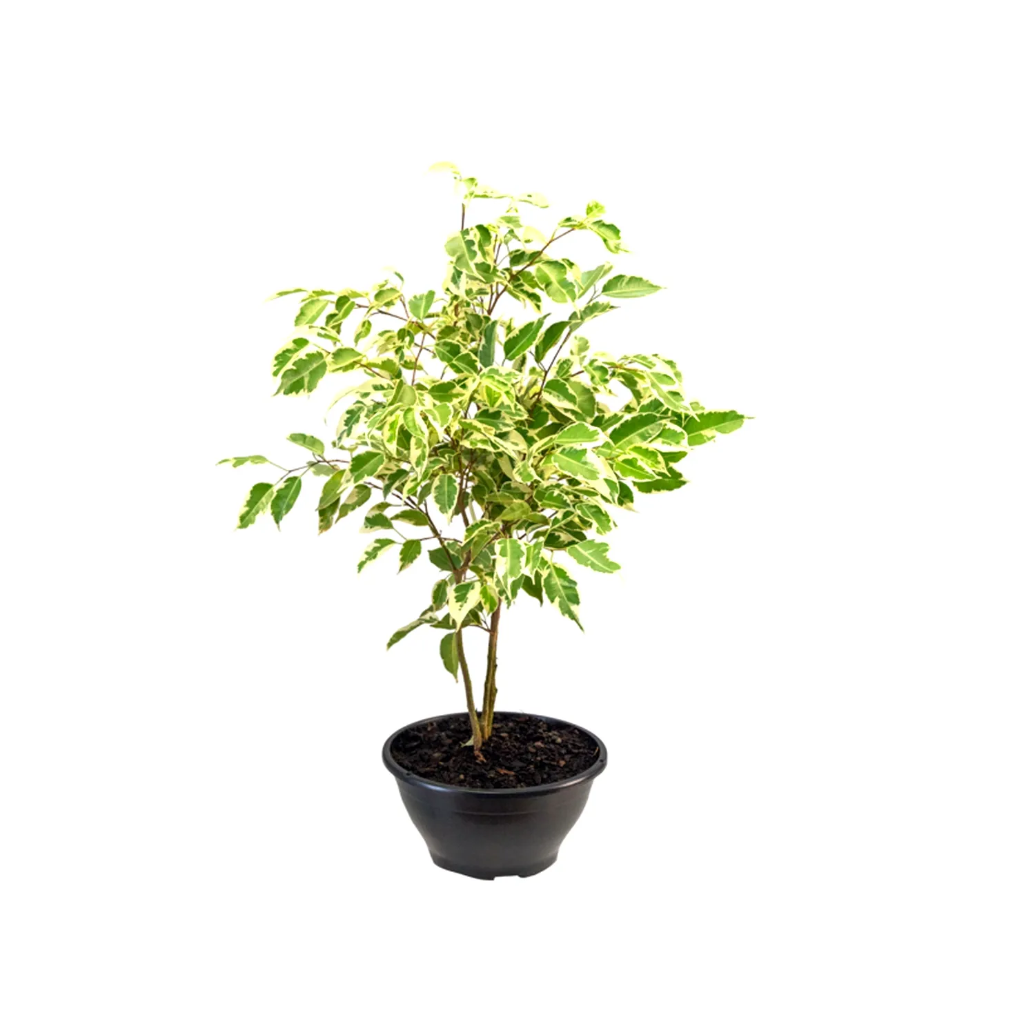 Ficus Ganthel Trançado Cuia 21