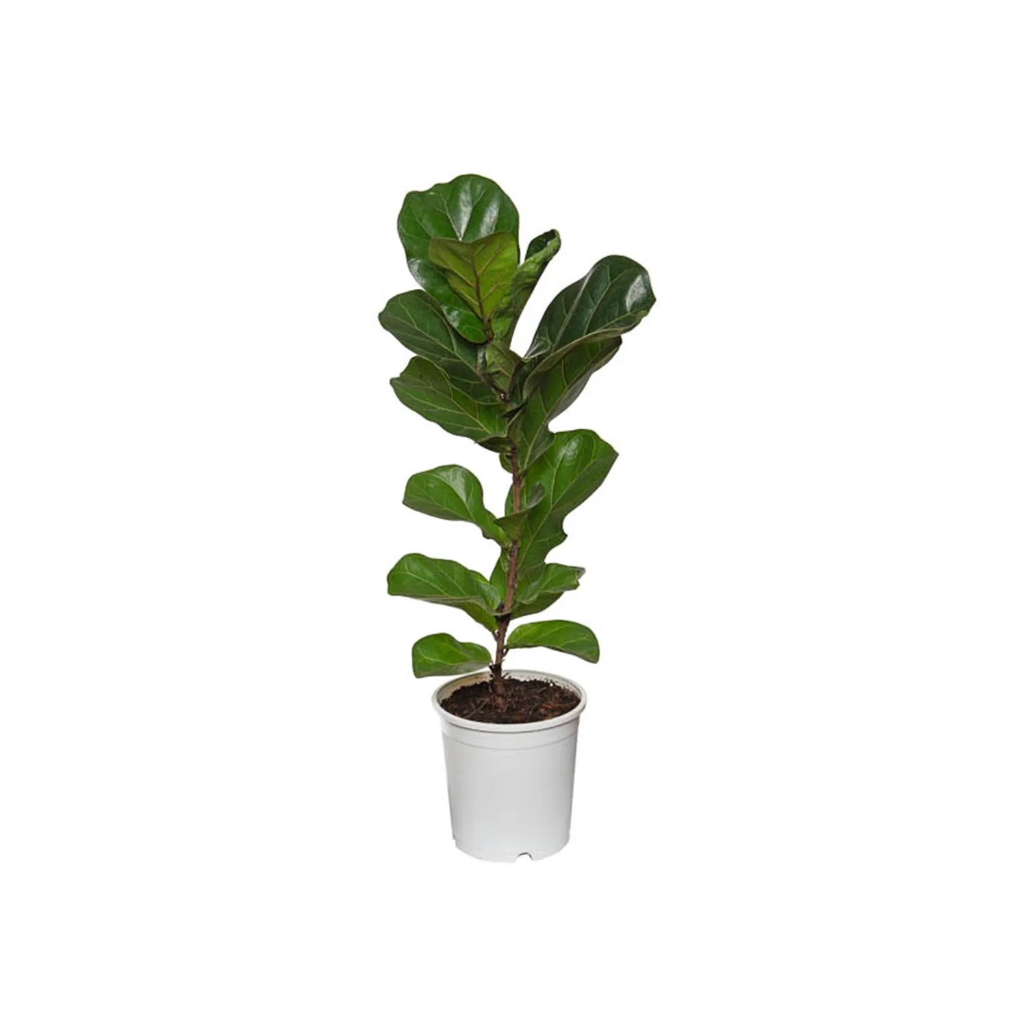 Ficus Lyrata Bambino Compacto Pote 17
