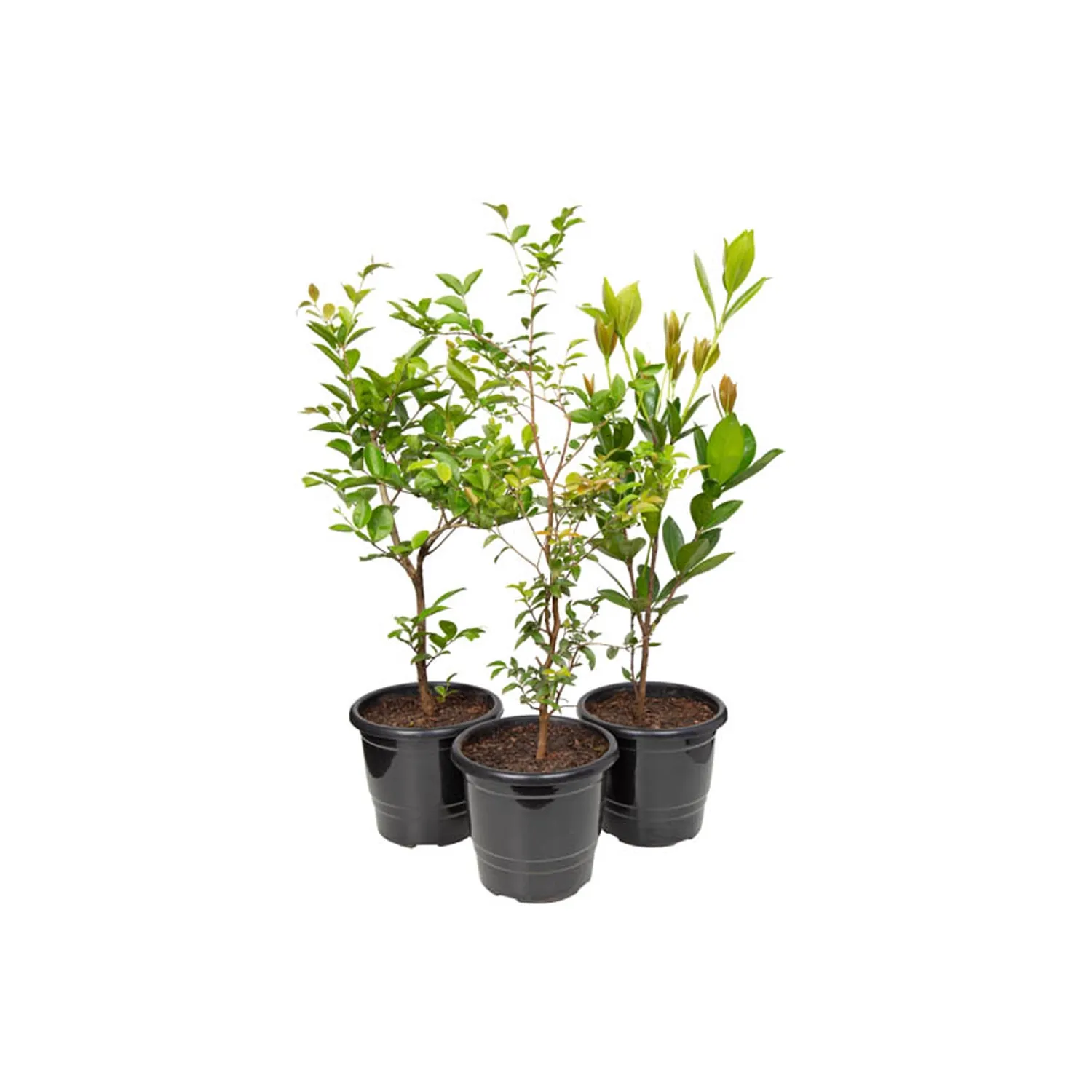 Frutiferas Variado Natural Pote 17