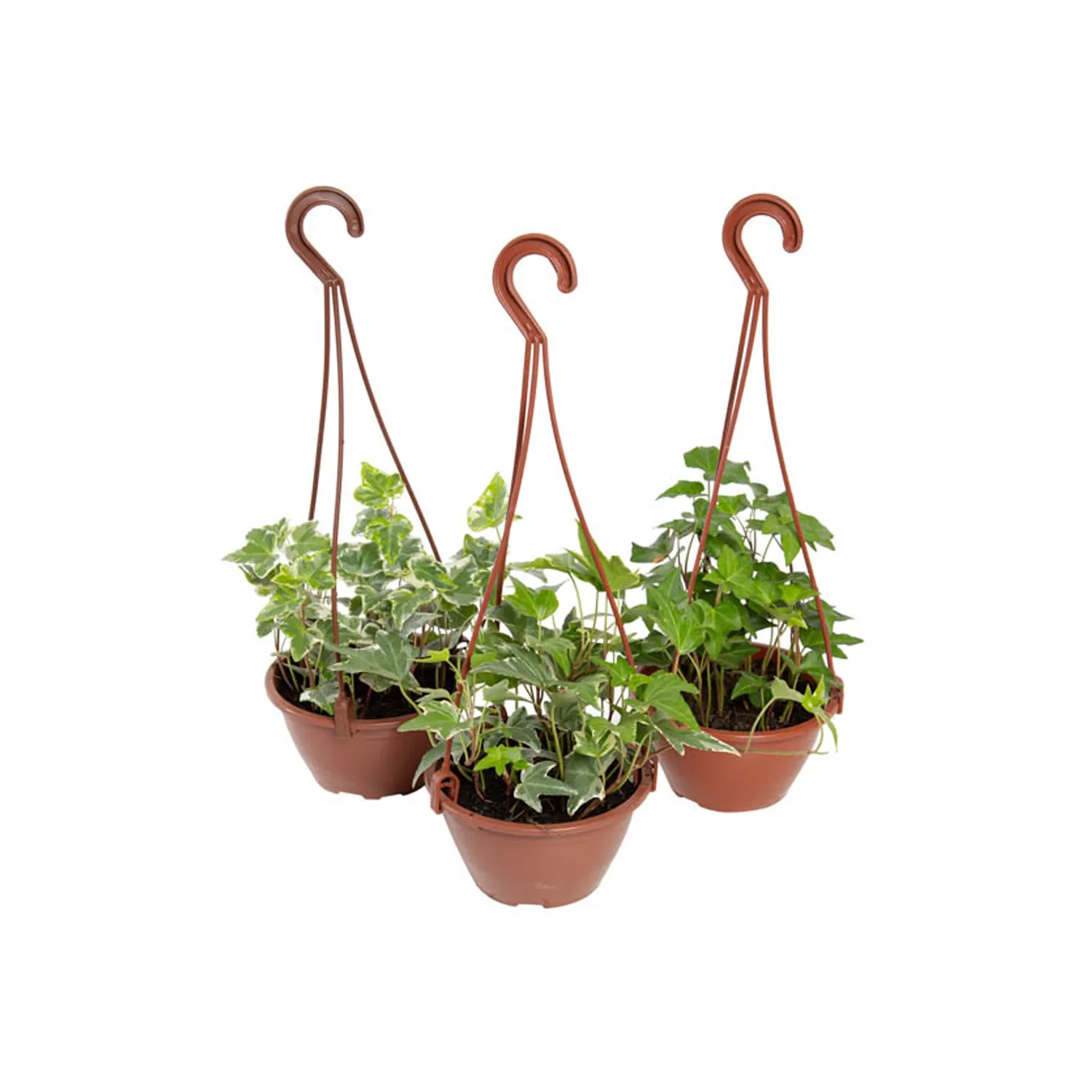 Hedera Variada Natural Cuia 13