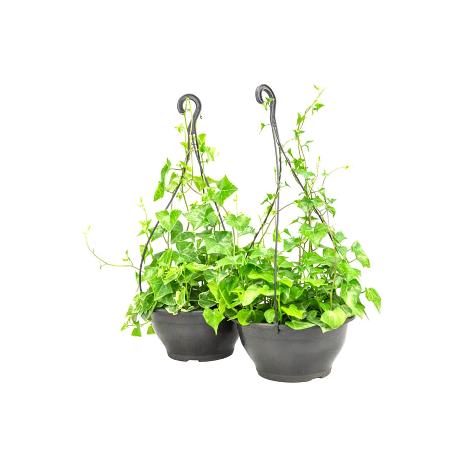 Hedera Variada Natural Cuia 25