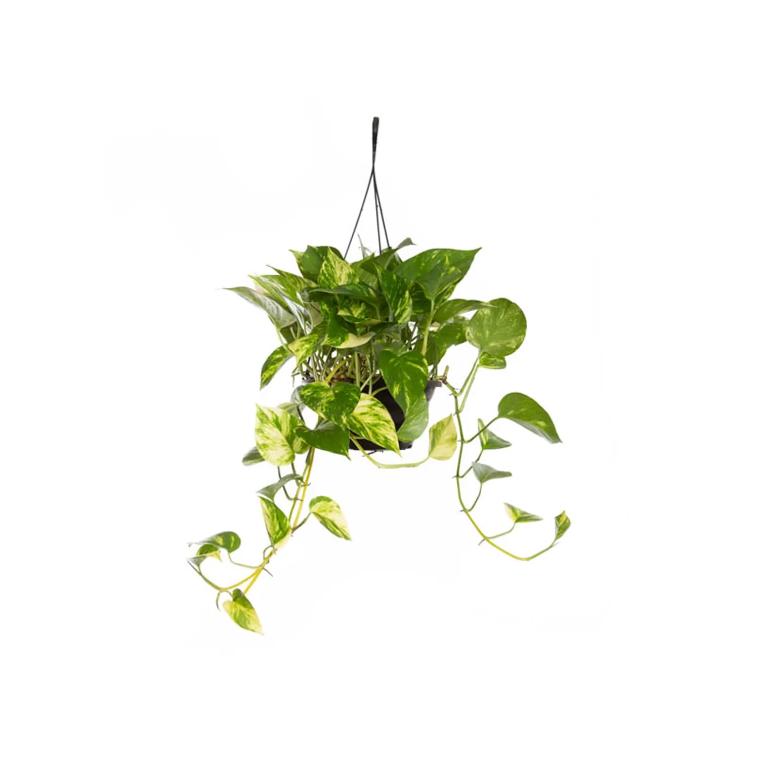 Jiboia Pendente Variada Cuia 21