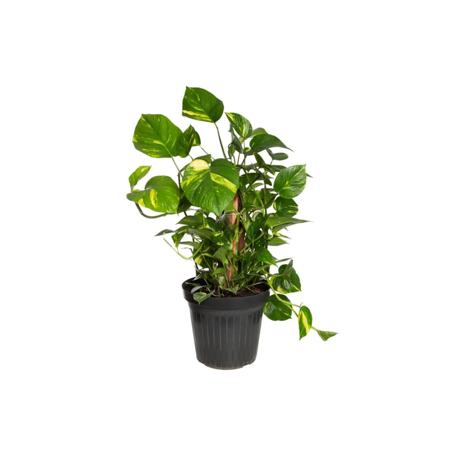 Jiboia Verde Planta Natural Pote 30