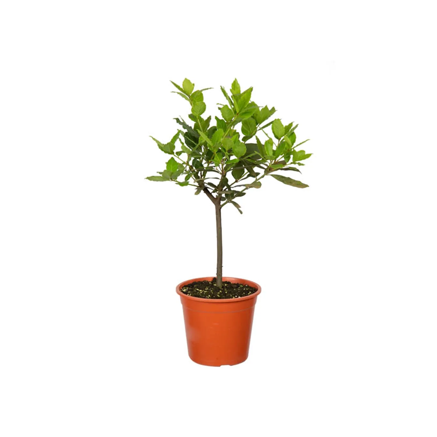 Louro - Laurus Nobilis Pote 17