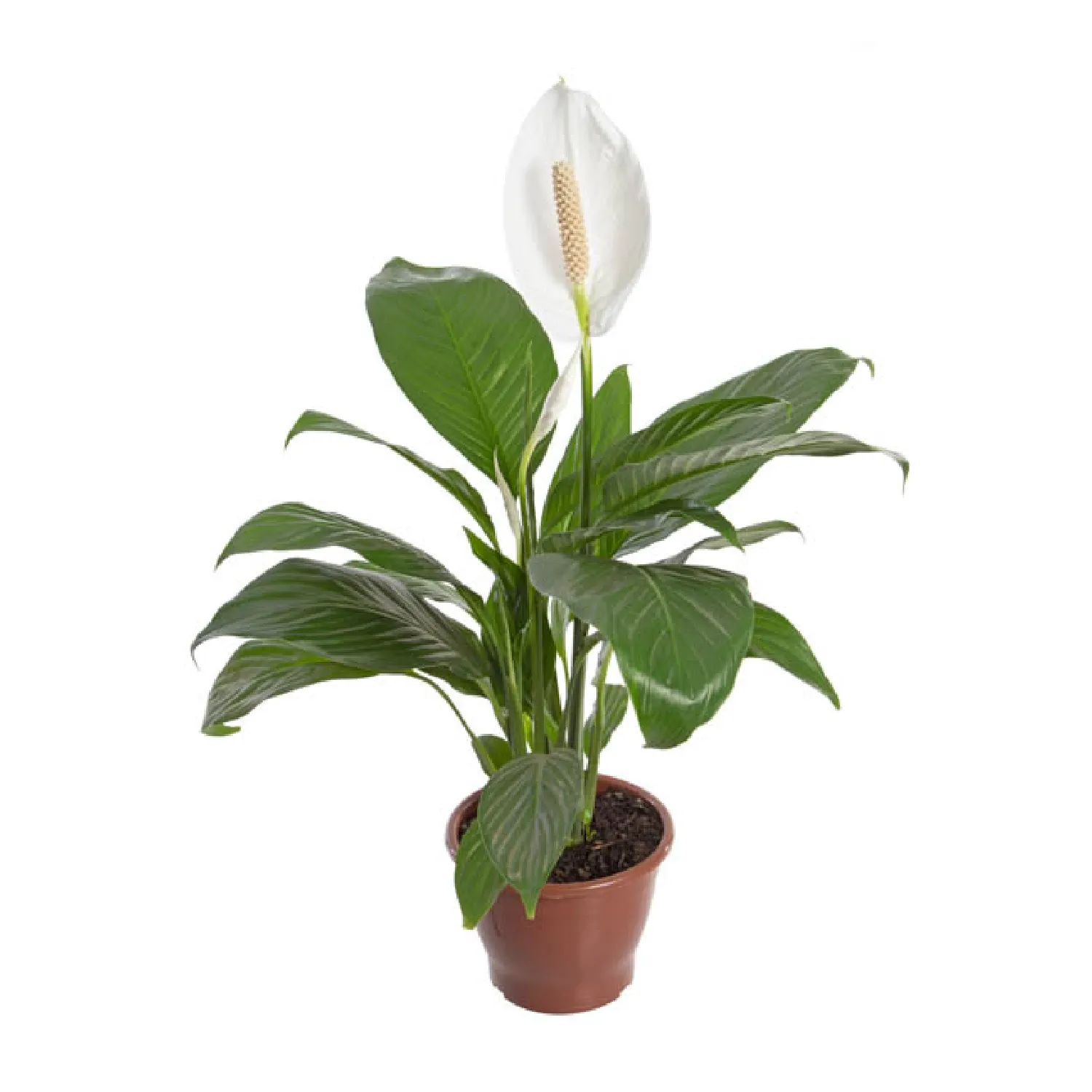 Spathiphyllum com Flor - Lírio da Paz - Pote 19