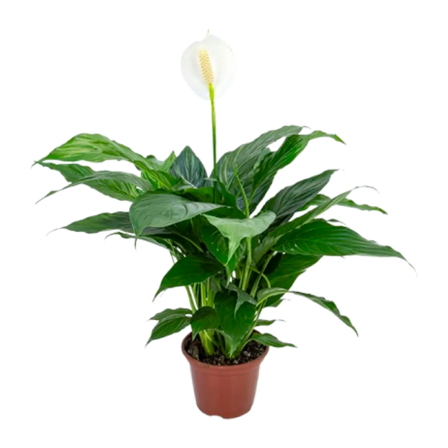 Spathiphyllum Romeo Cupido com Flor Pote 15