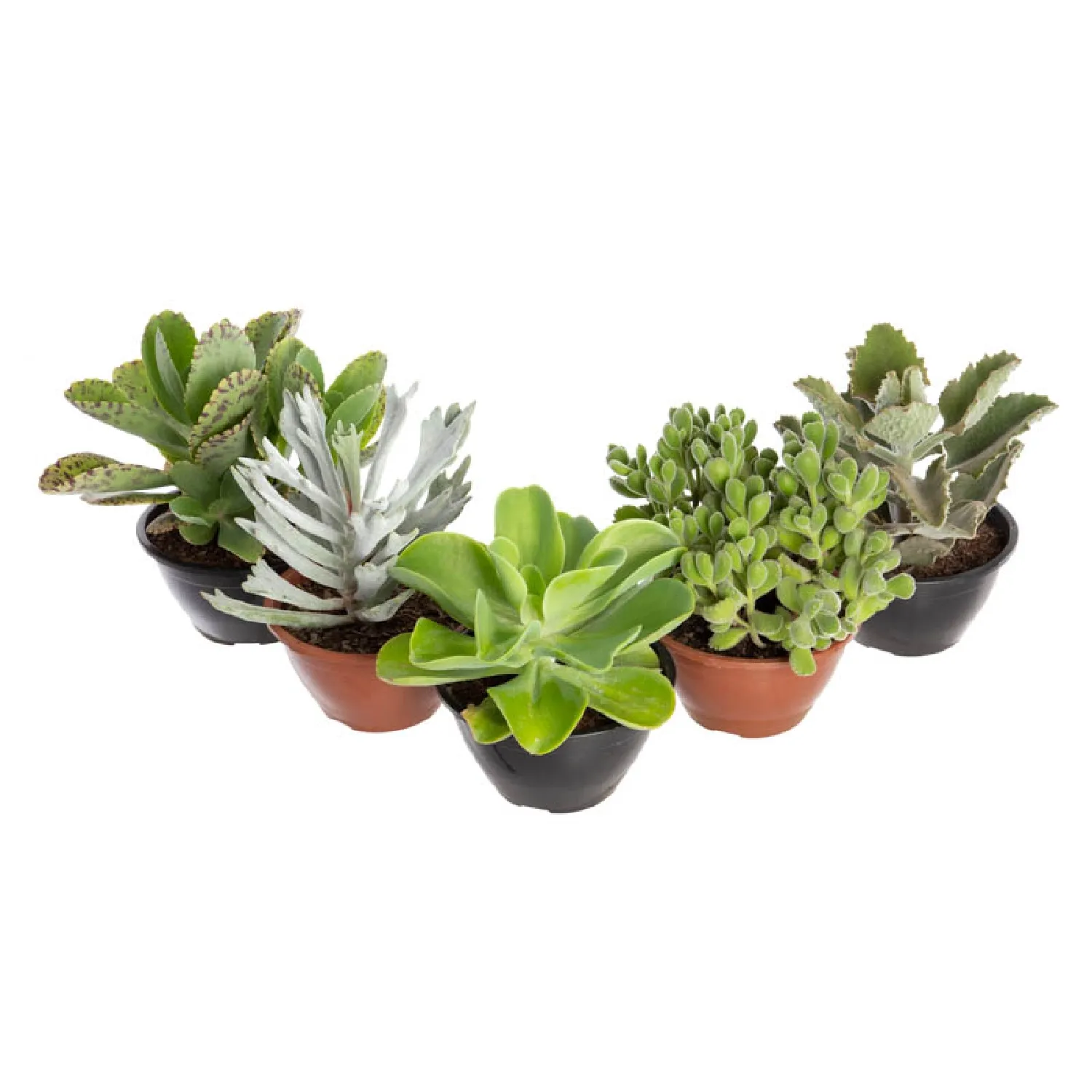 Suculenta Planta Natural Cuia 18