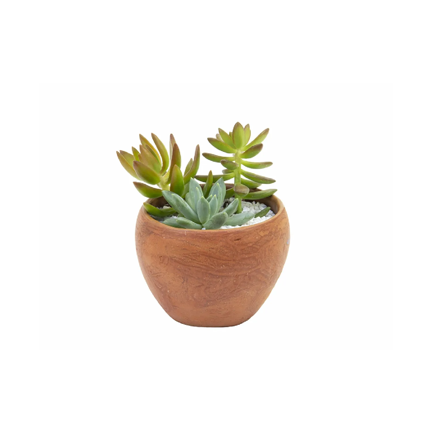 Suculenta Vb Decorado Mix Pote 11