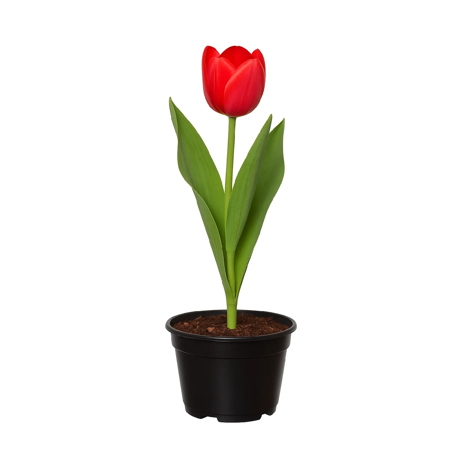 Tulipa Vermelha Natural Pote 12