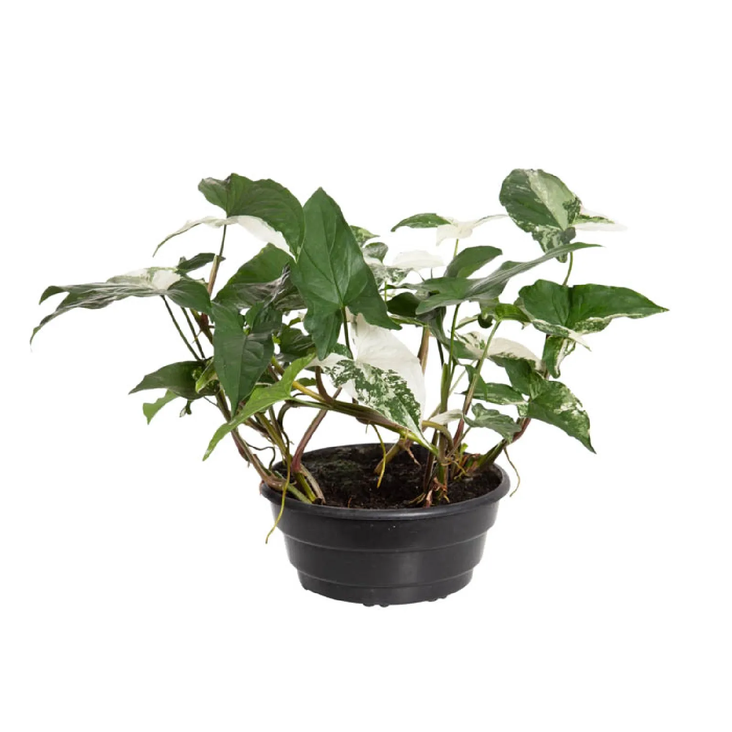 Syngonium Variegato Natural Cuia 21
