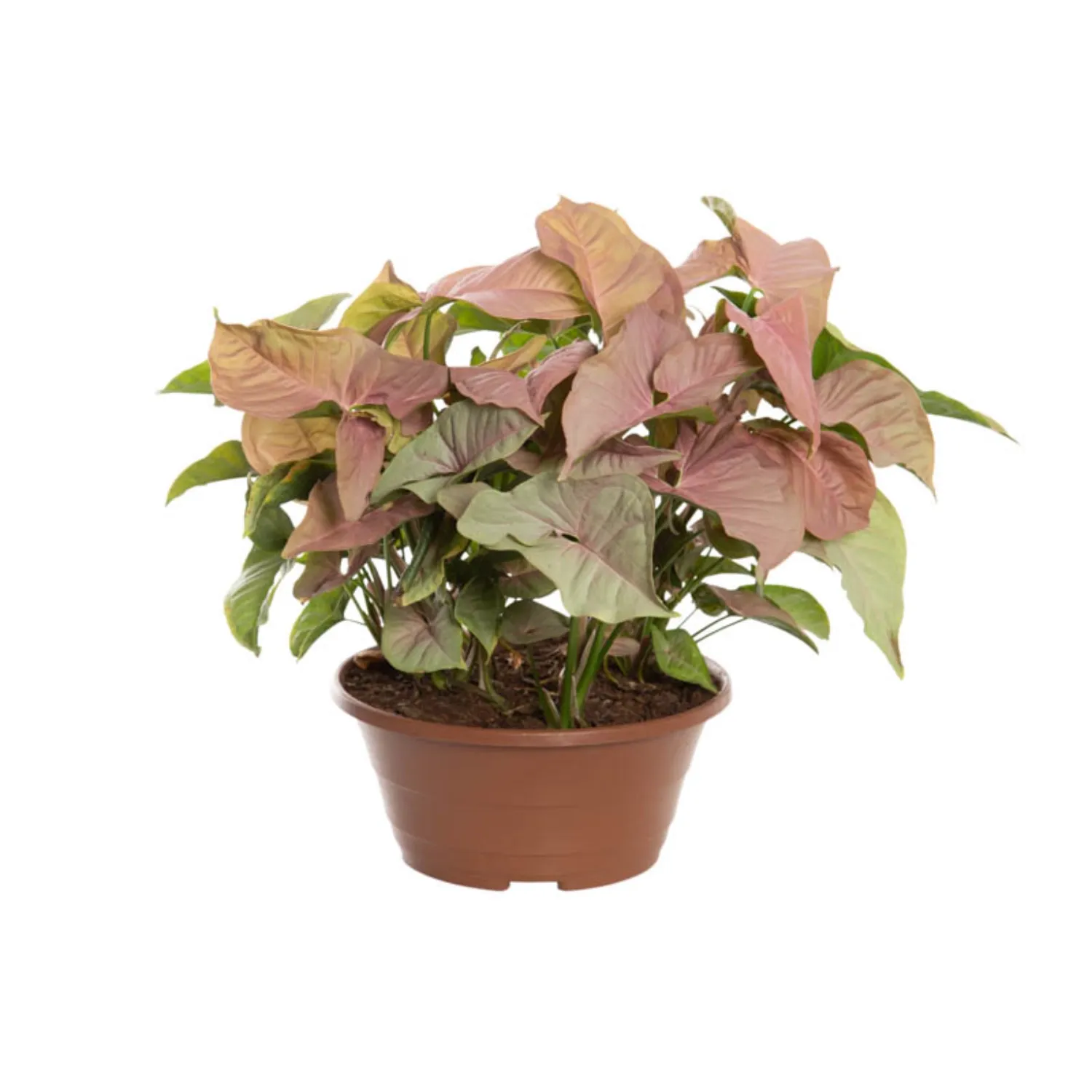 Syngonium Rosa Natural Cuia 21