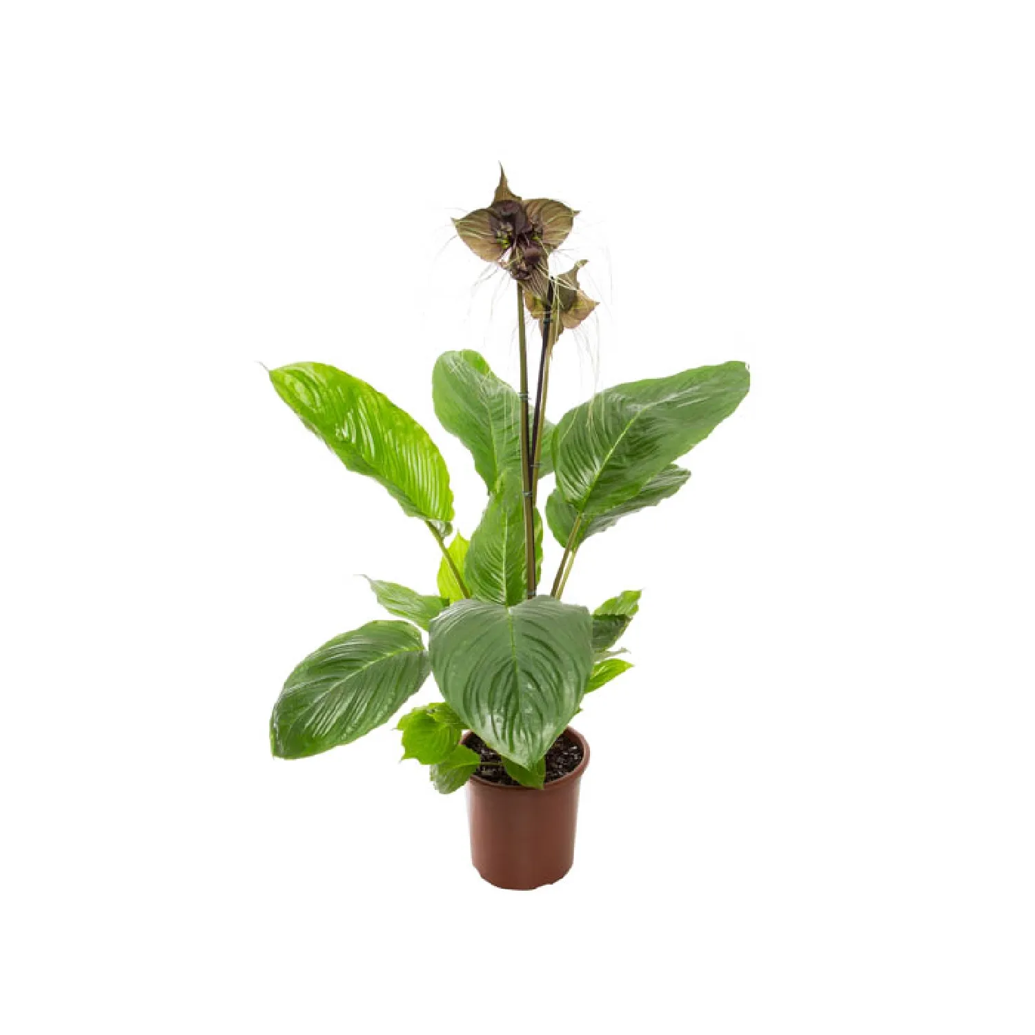 Tacca Chantrieri - Flor Morcego Pote 24