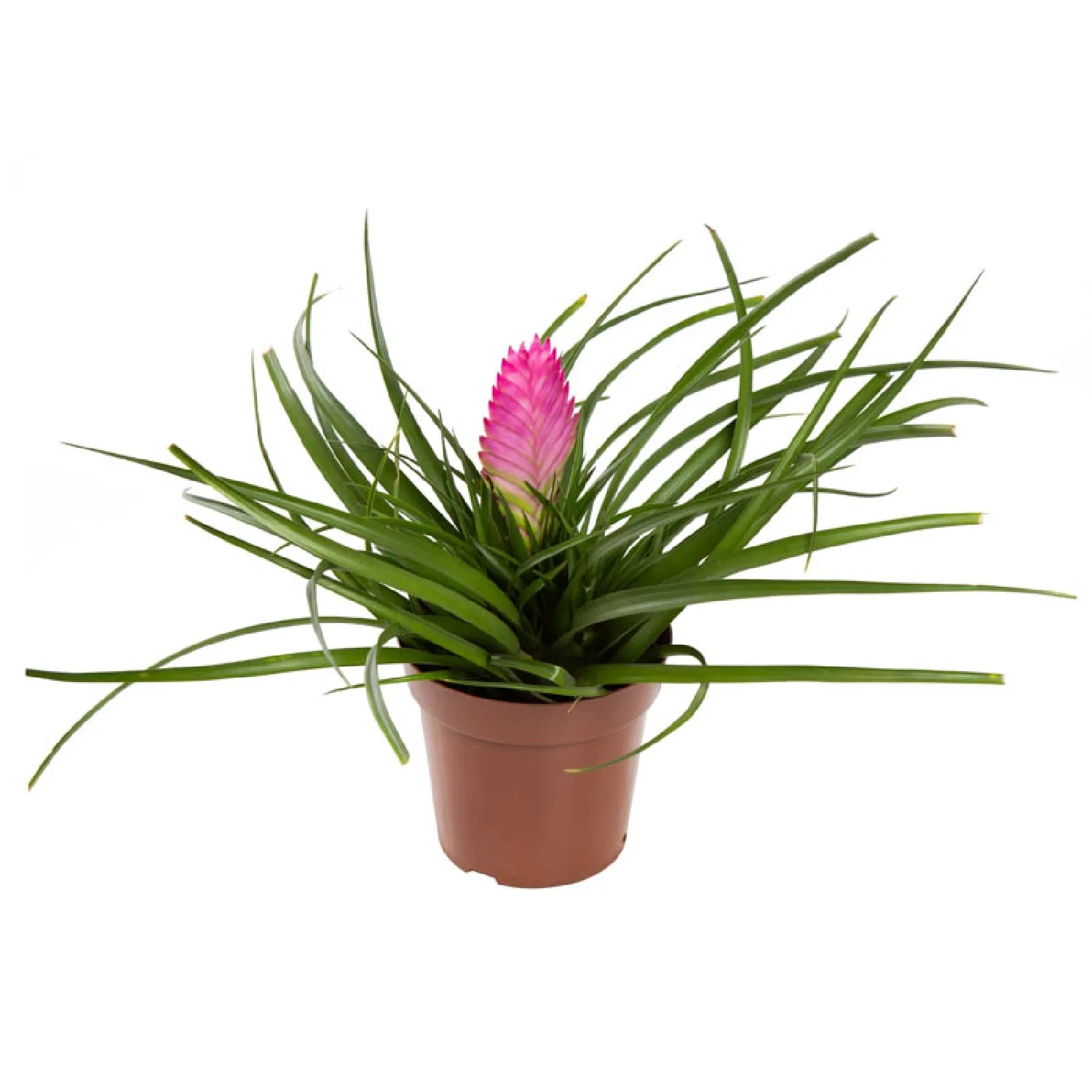 Tillandsia Cyanea - Rabo de Peixe - Pote 12