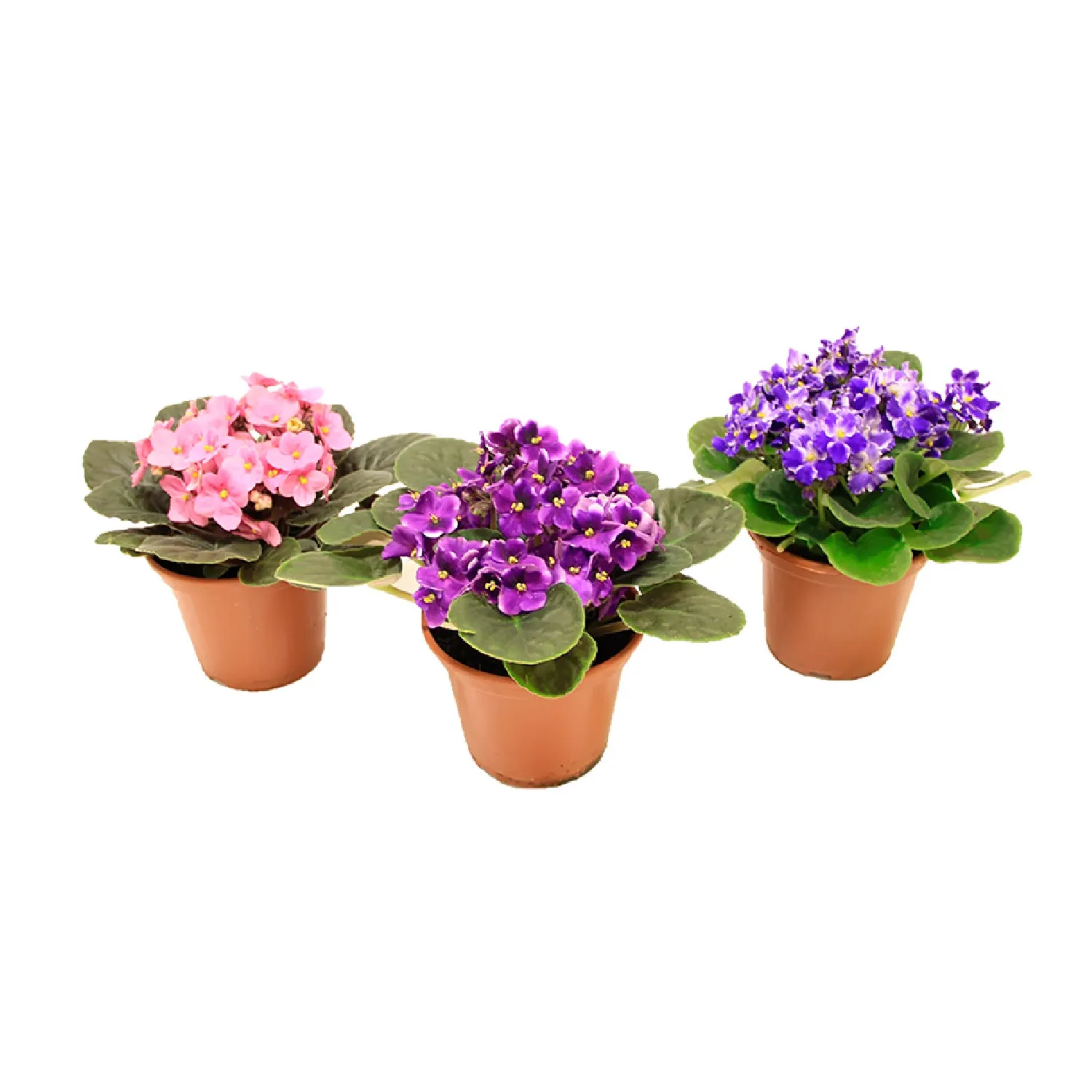 Violeta Planta Natural Pote 15