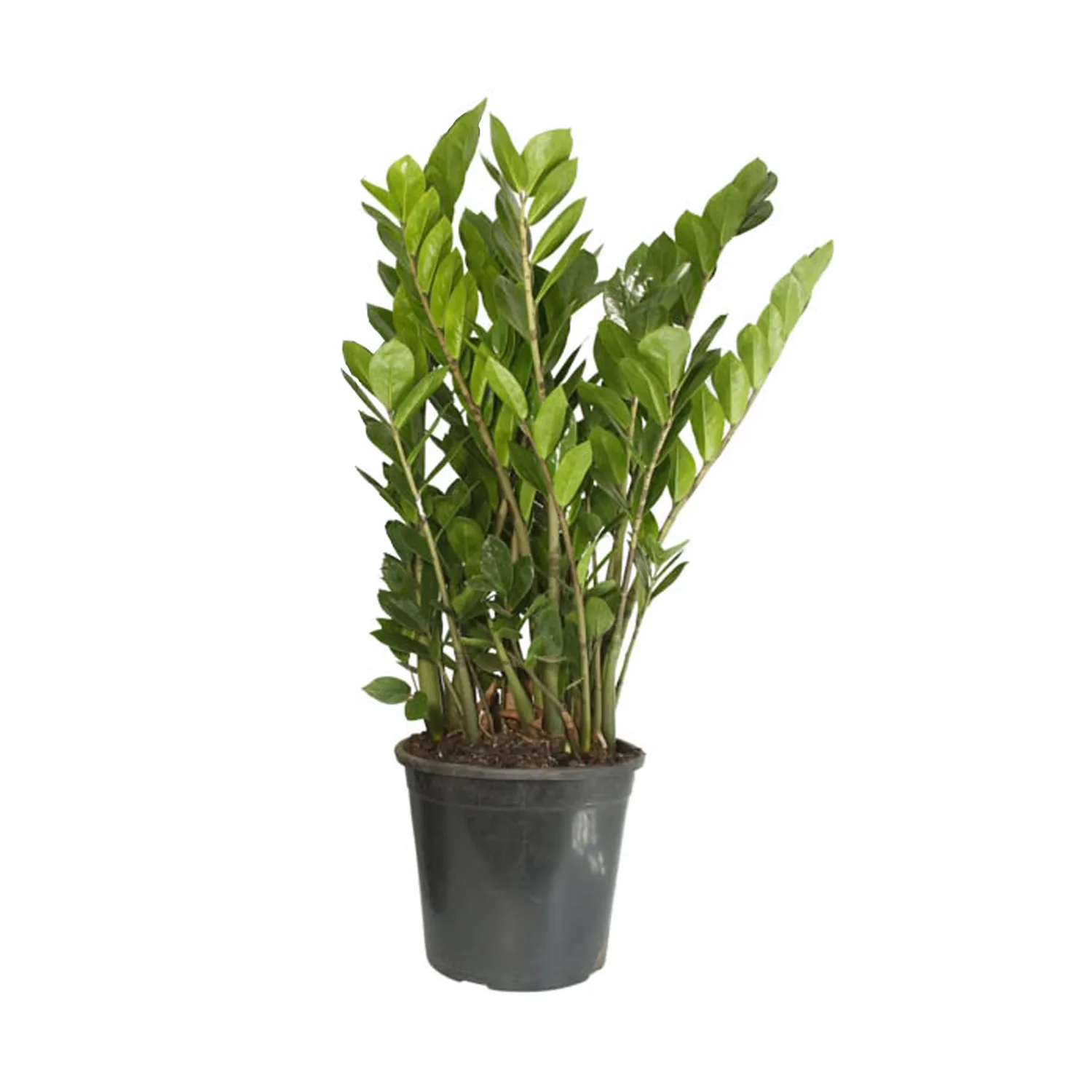 Zamioculca Planta Natural Pote 24