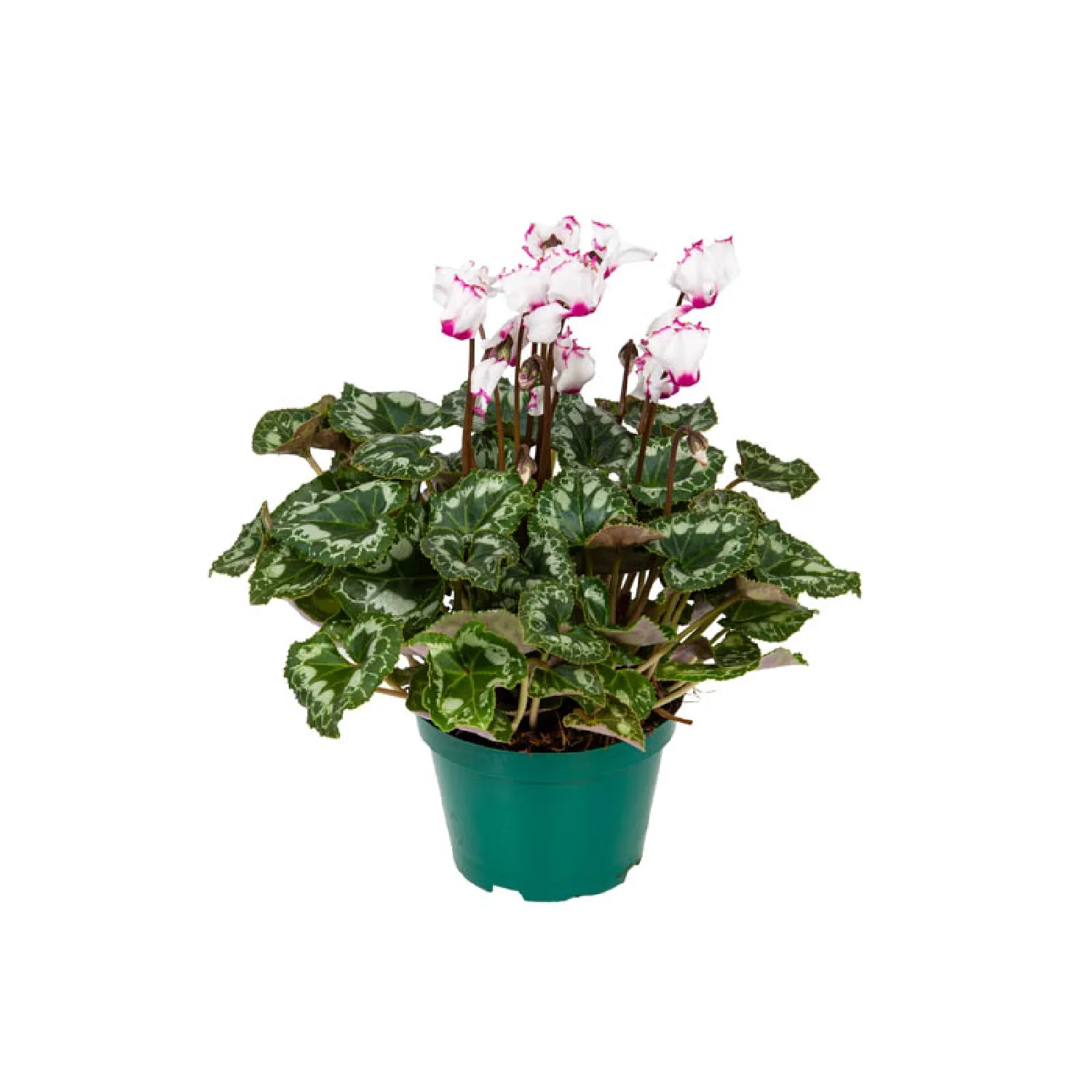 Cyclamen Absolu de Morel Pote 11