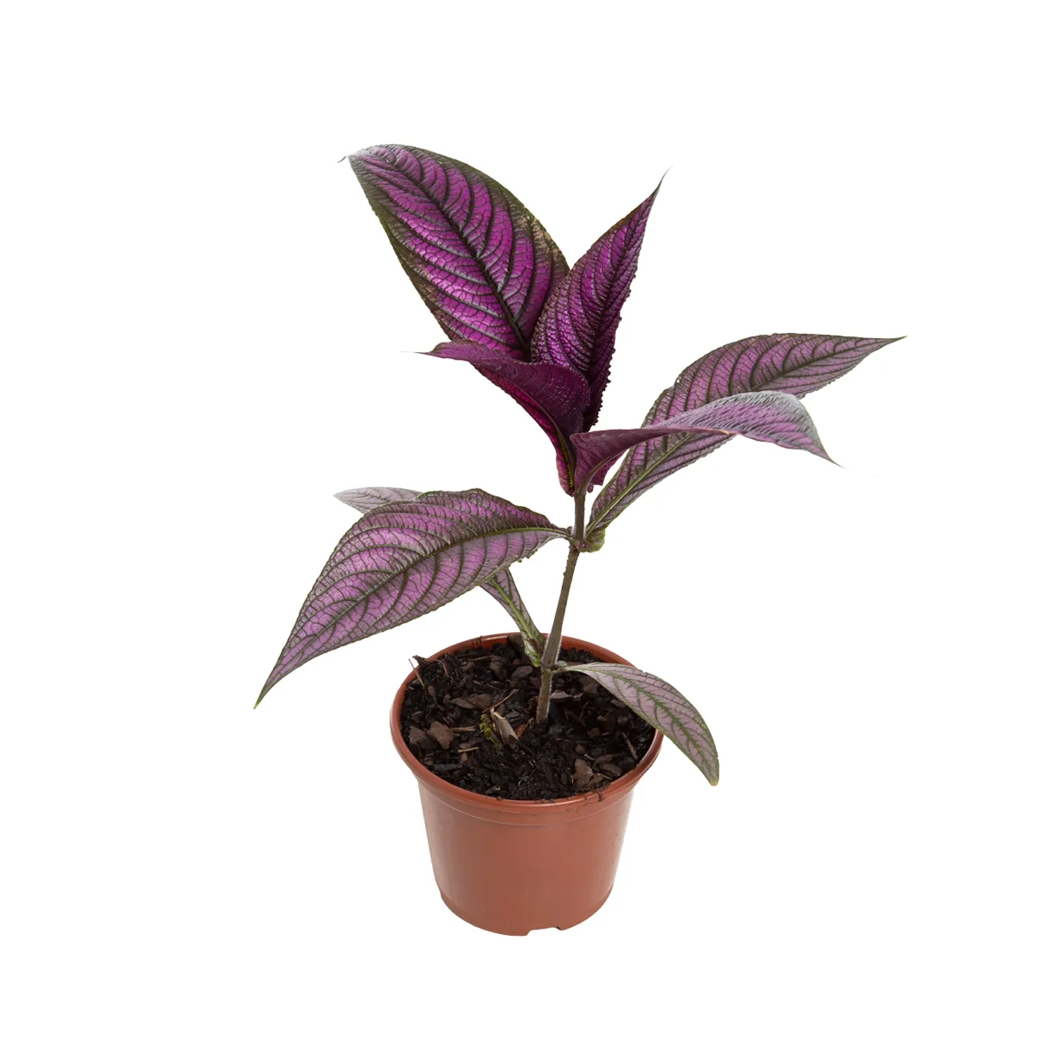 Strobilanthes Dyeriana Pote 15