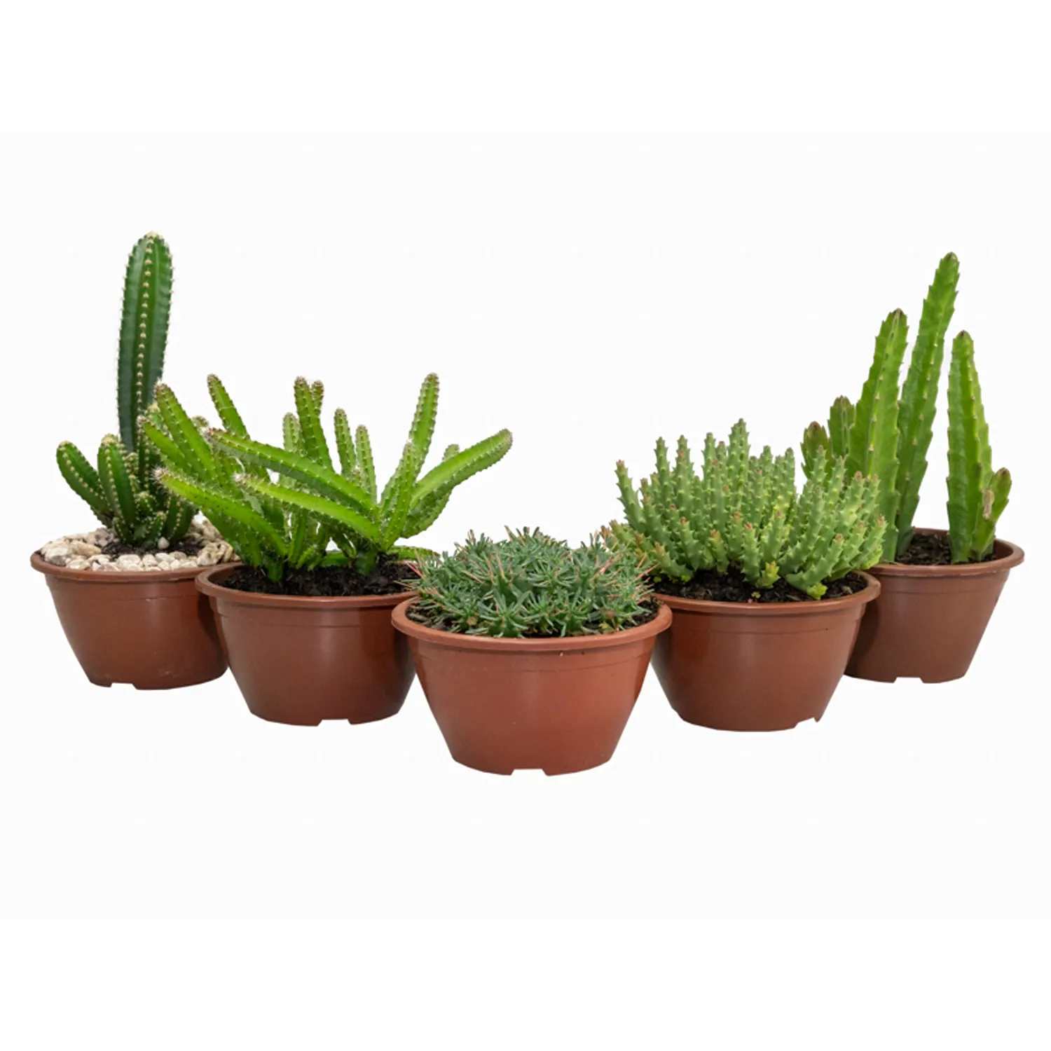 Cacto Variado Planta Natural Cuia 13