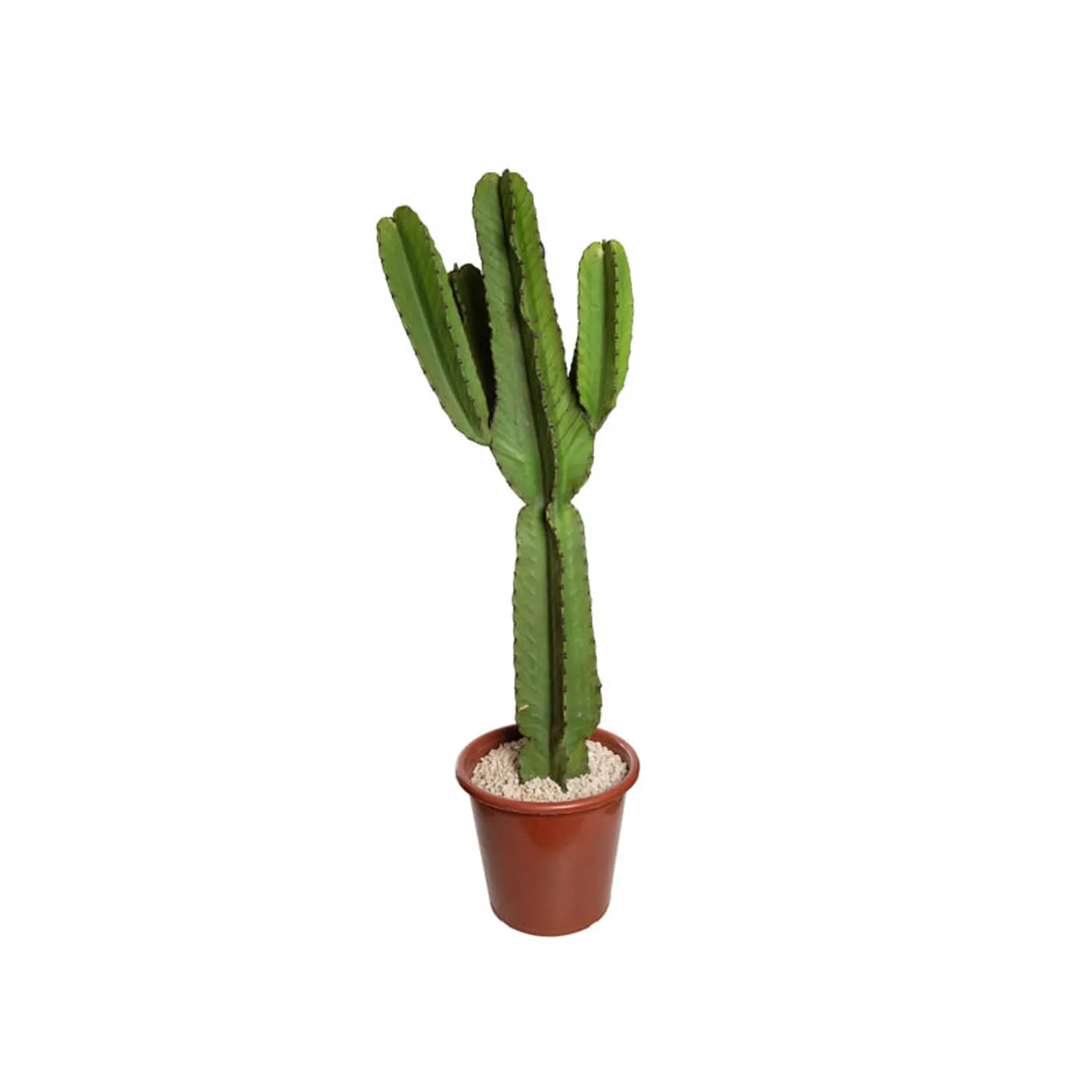 Cactus Mandacaru Planta Natural Pote 17