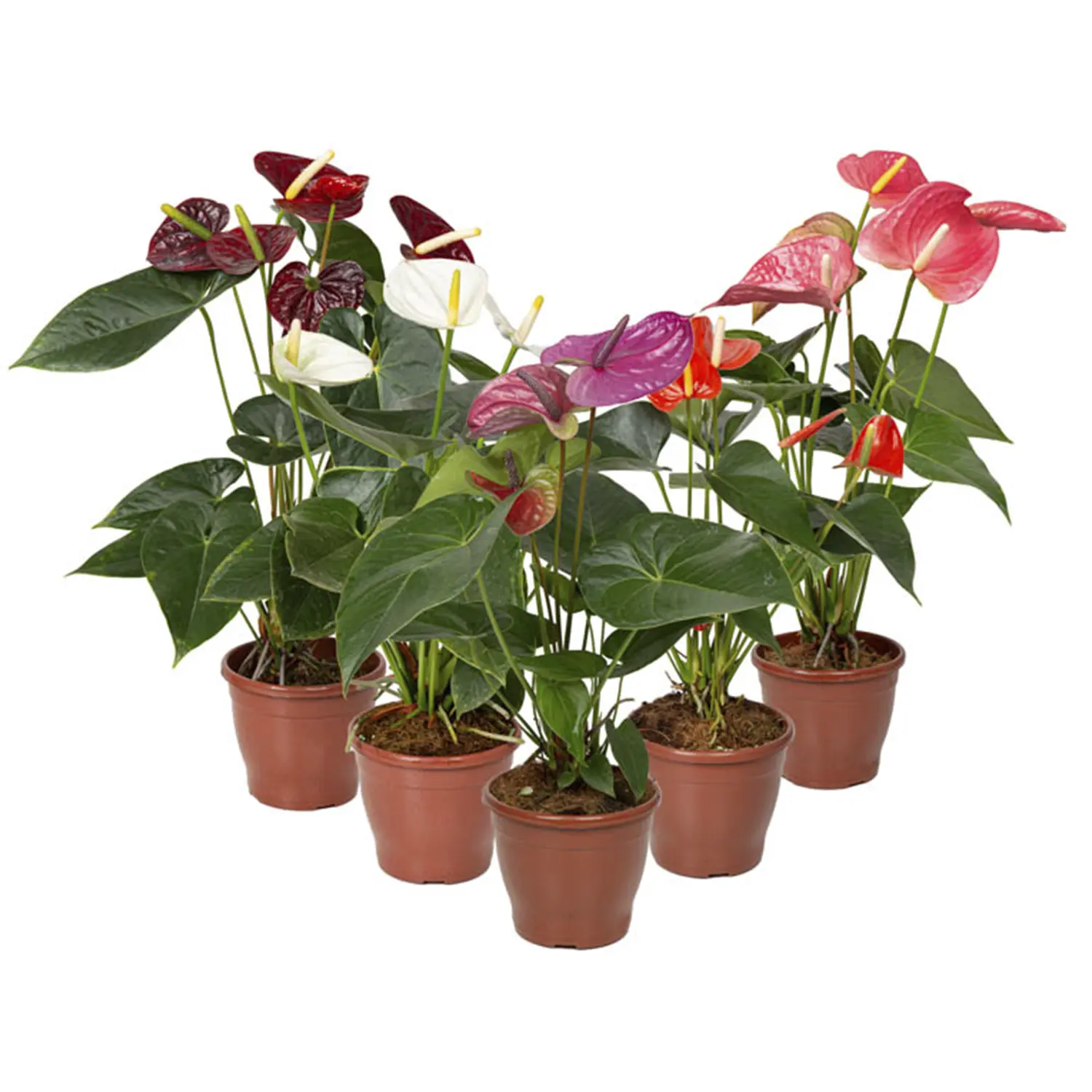 Anthurium Variado Planta Natural Pote15