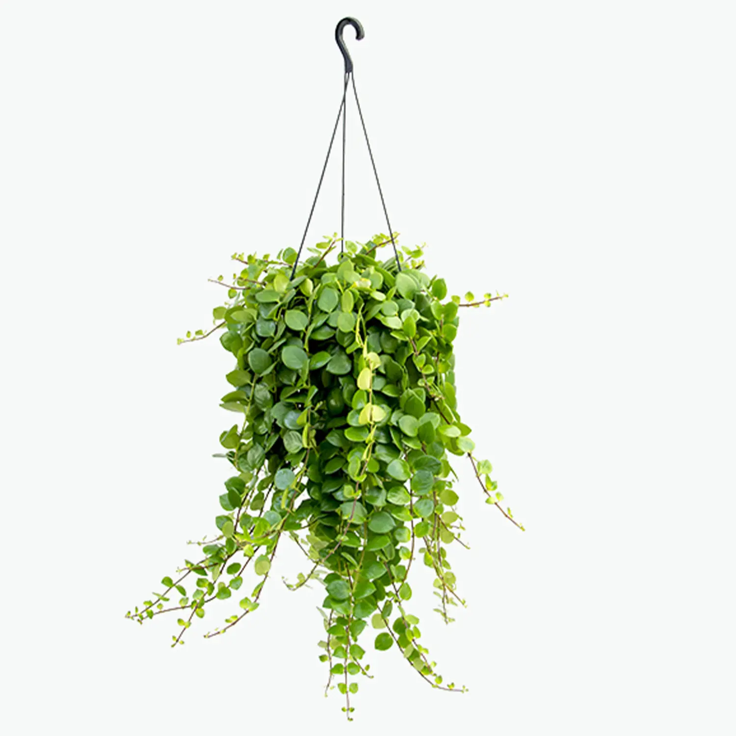 Aeschynanthus Pink Planta Natural Cuia21