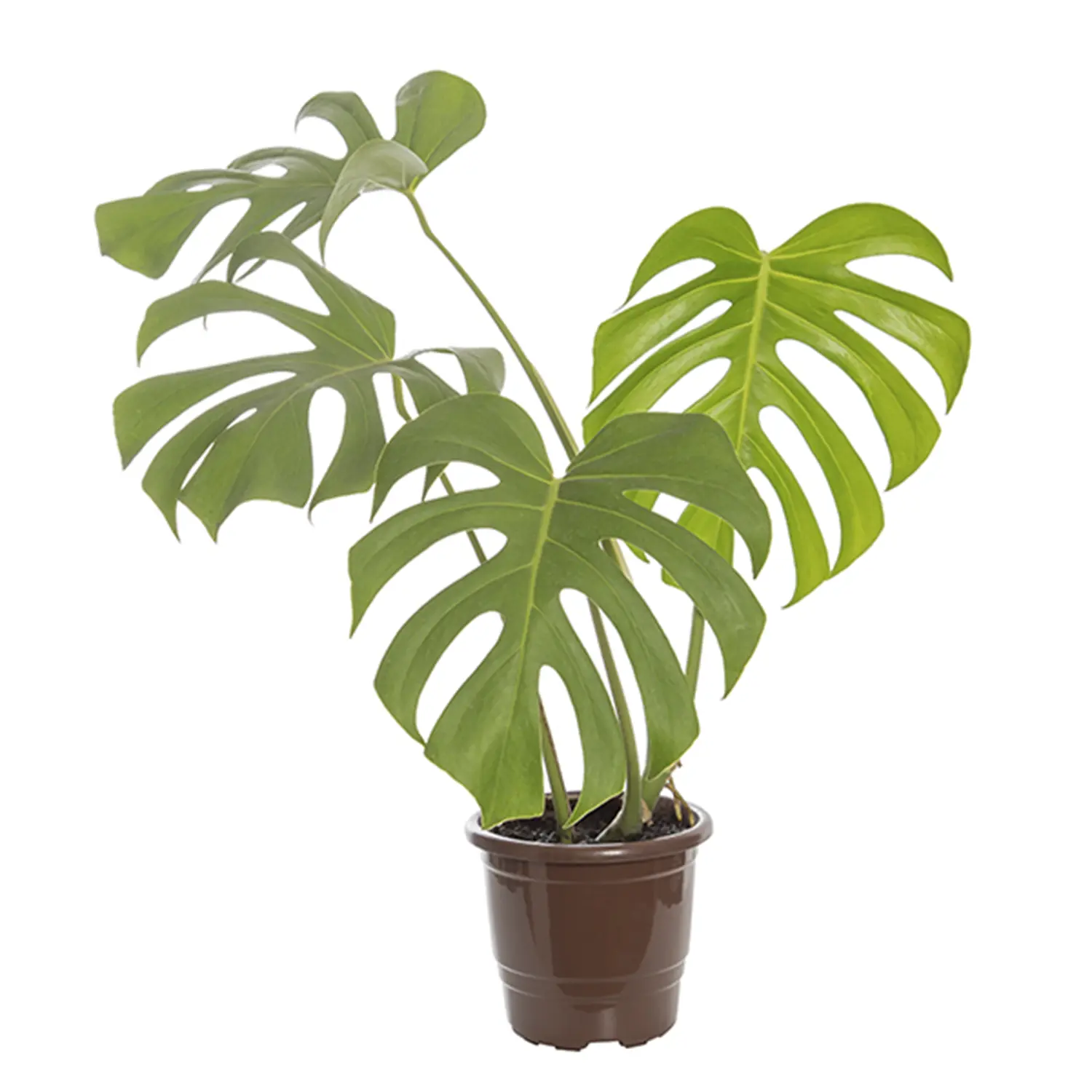 Monstera Deliciosa Planta Natural Pote17
