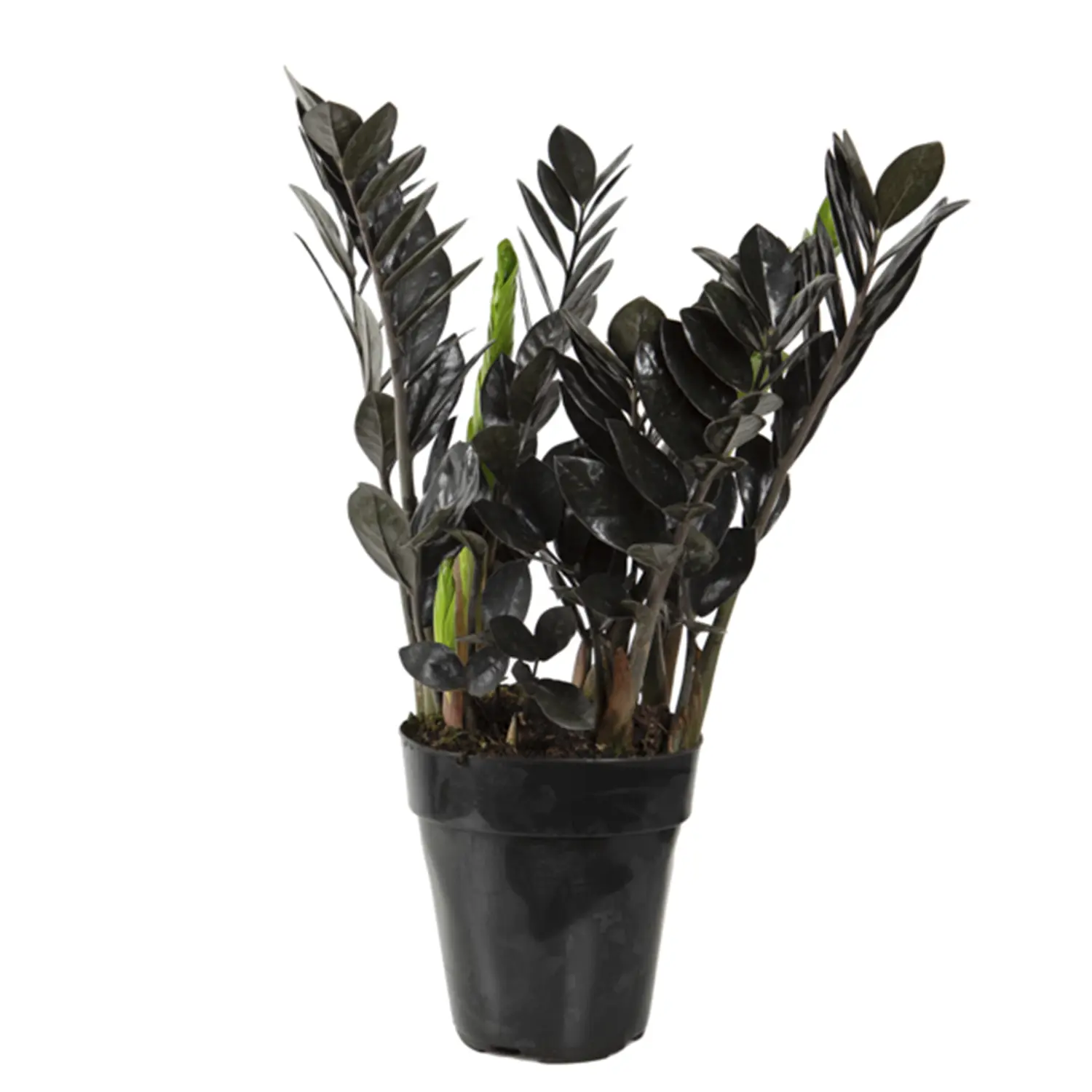 Zamioculcas Black Dowon Planta Natural Pote 15