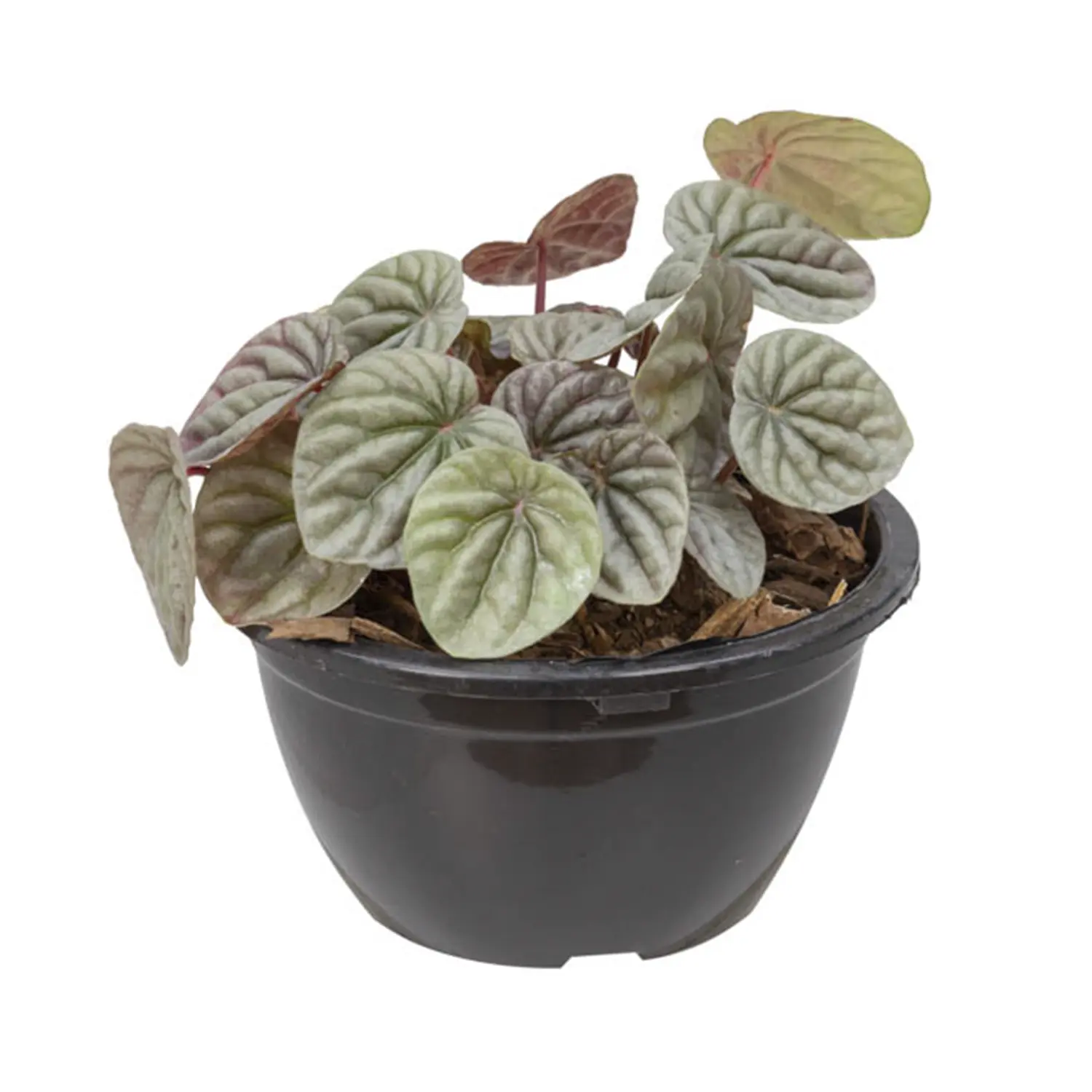 Peperomia Caperata Planta Natural Cuia 13