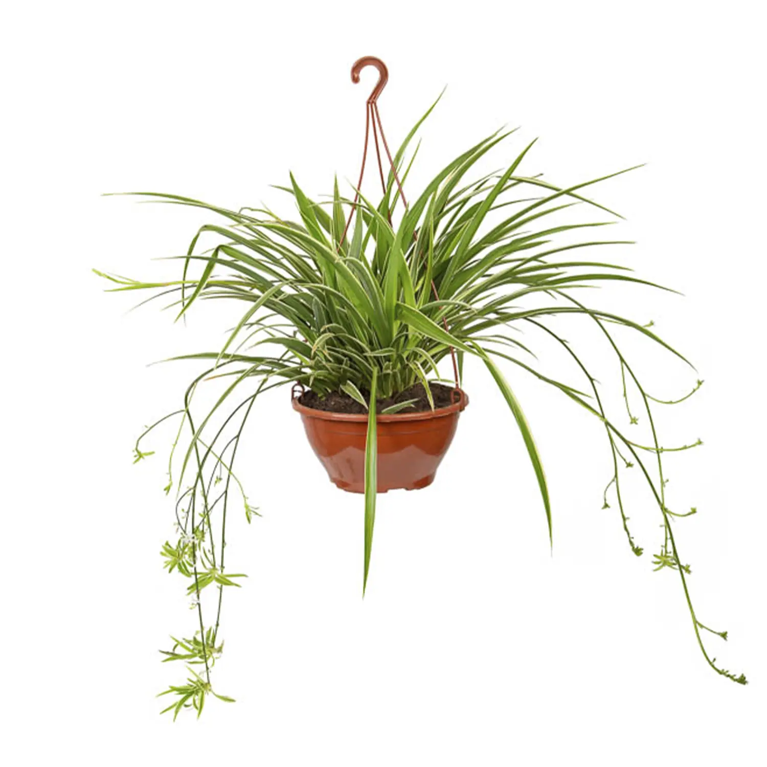 Clorofito Planta Natural C21