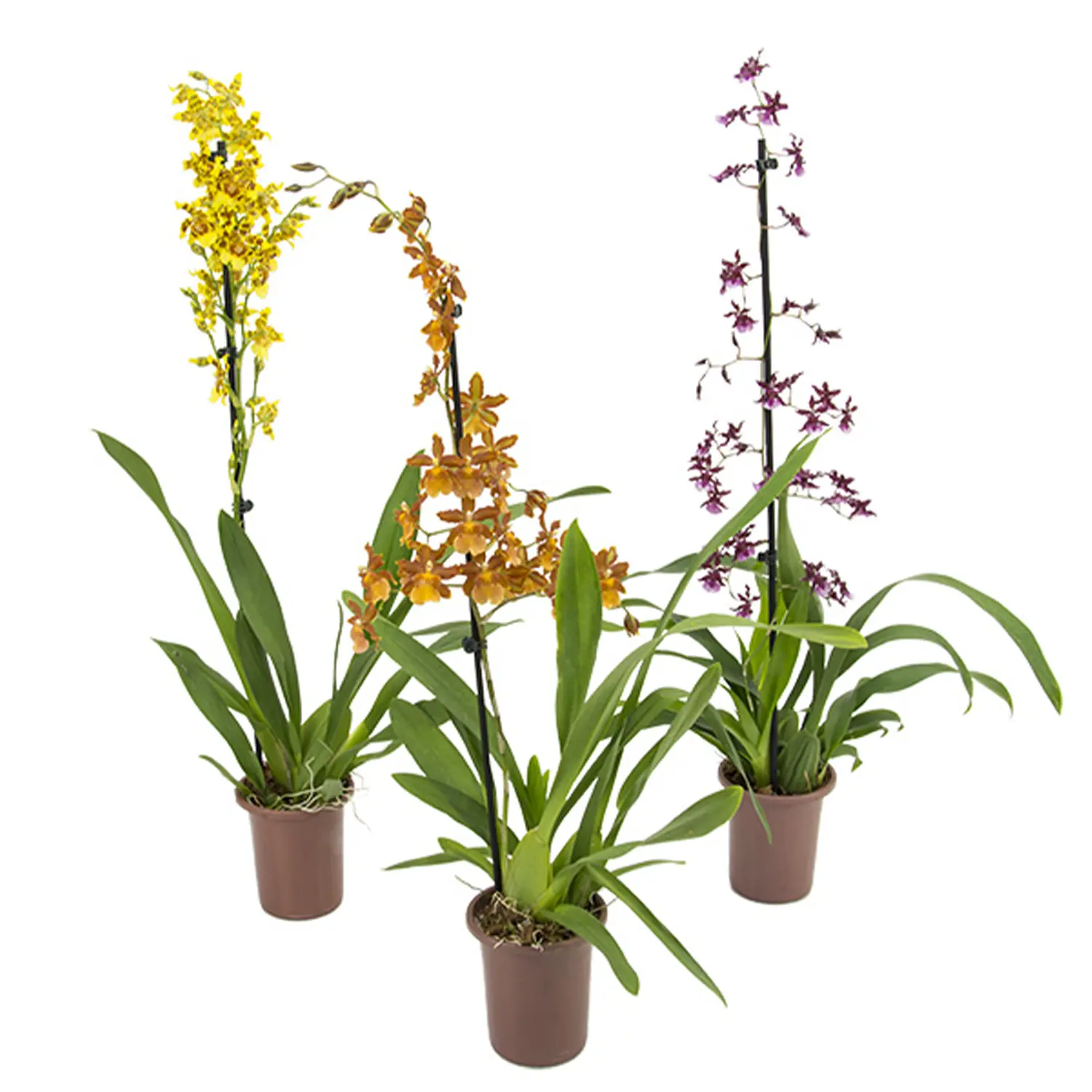 Orquidea Hawaiian Variada Pote 09