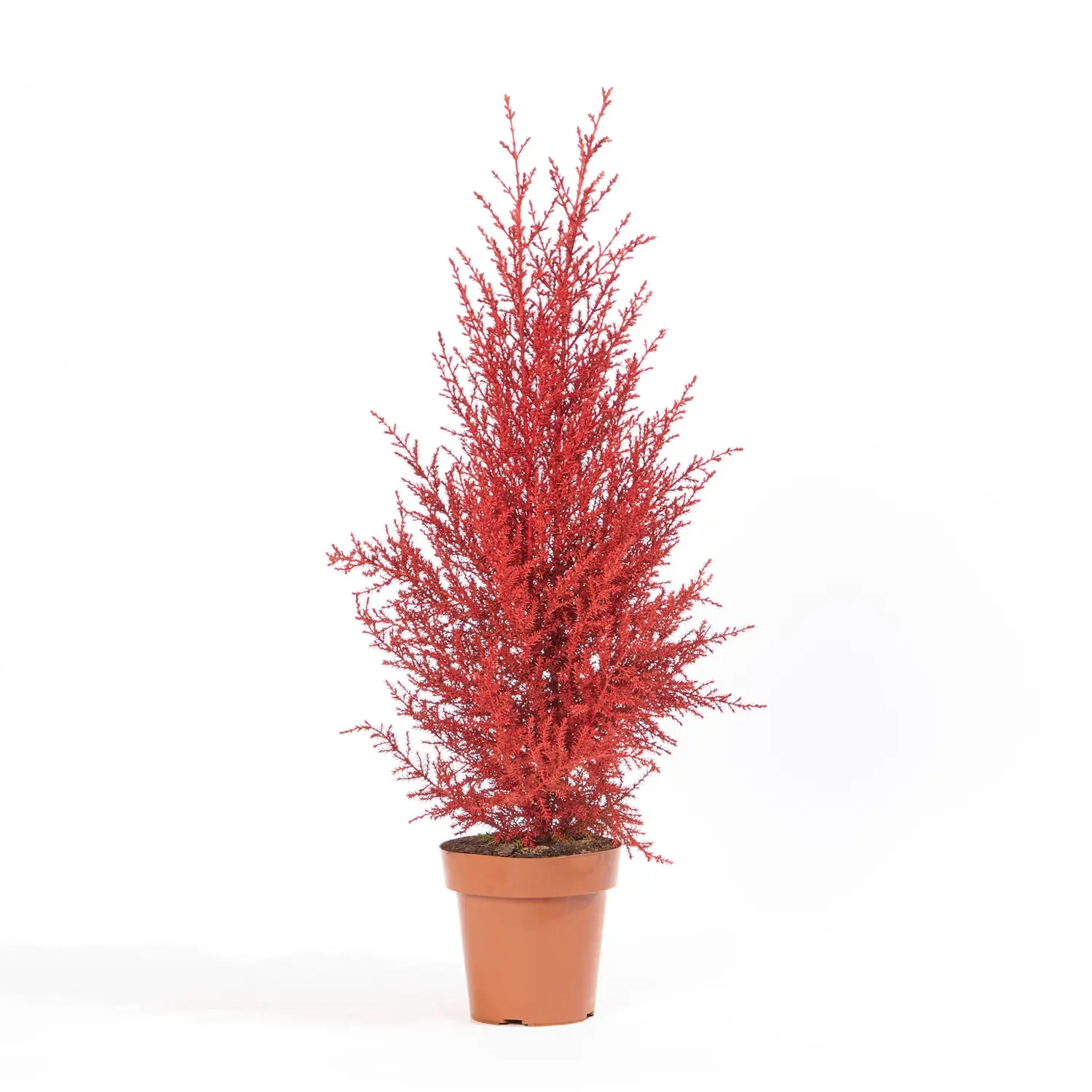 Tuia Holandesa Colours - Árvore de Natal Pote 14