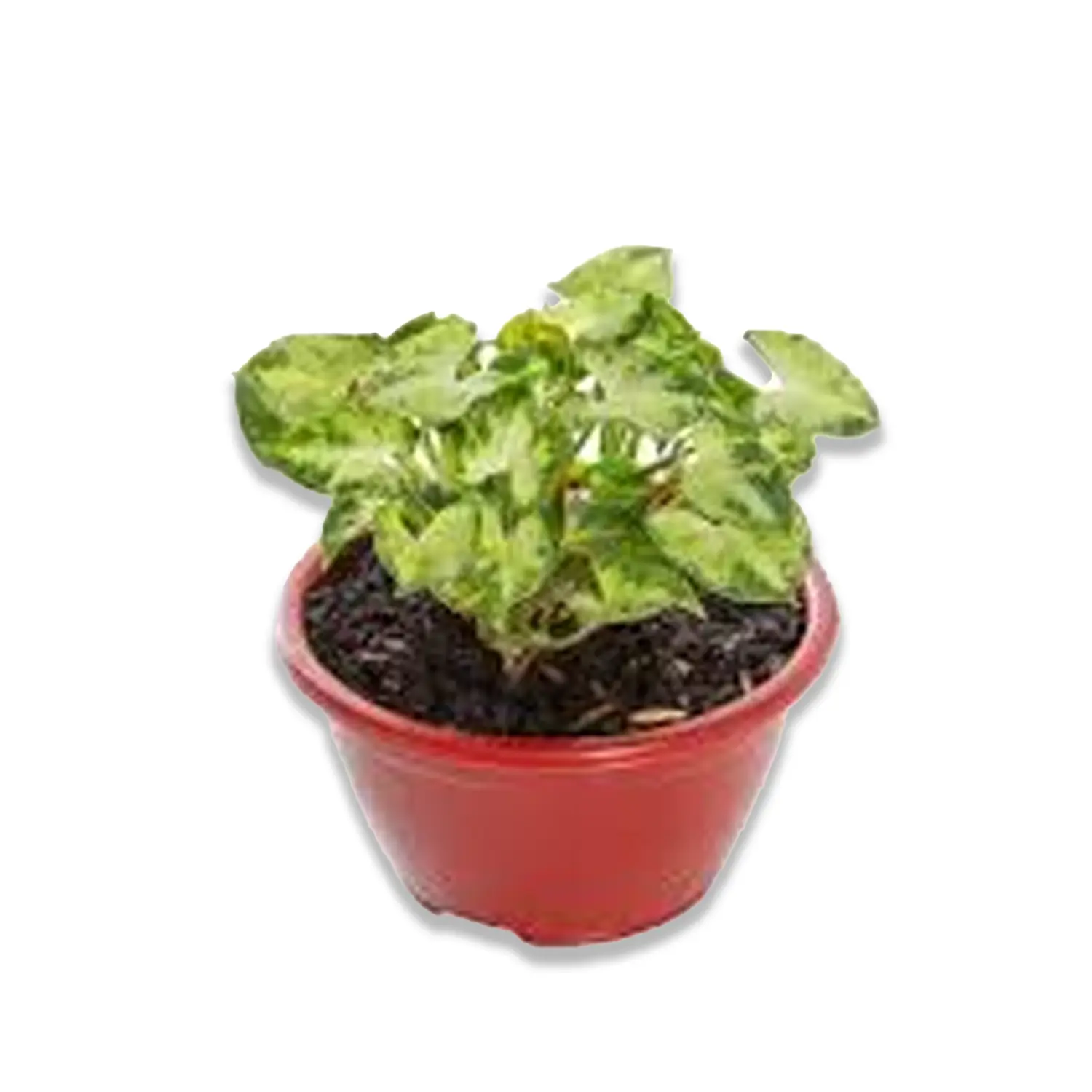 Syngonium Mini Pixie Planta Natural Pote 09