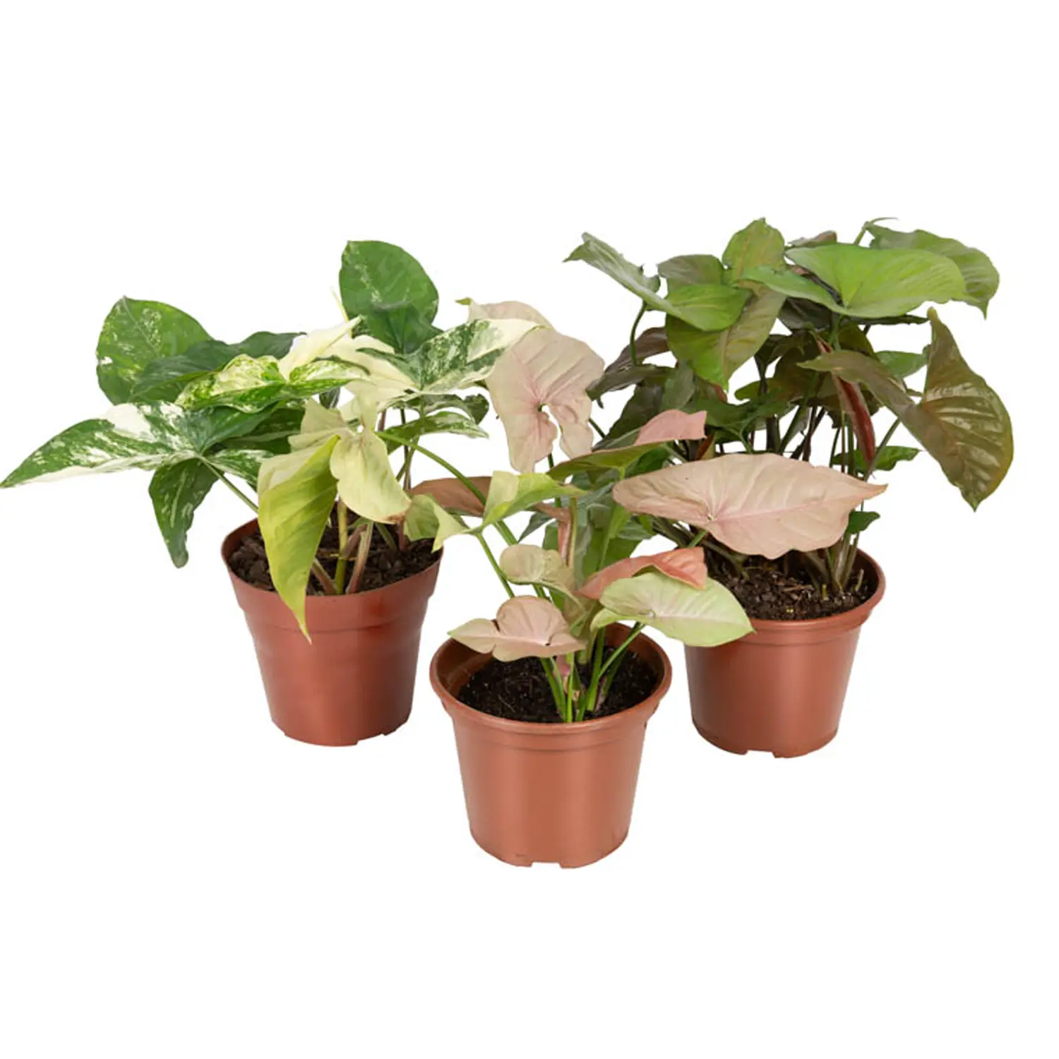Syngonium Variado Planta Natural Pote 15